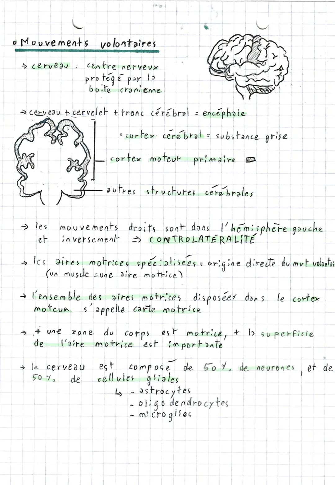 SVT
Comportements, mouvement
~ et système nerveux ~
→ 2 types de mouvements: - volontaire
- involon taire (réflexe)
• Réflexe
→ réflexes m