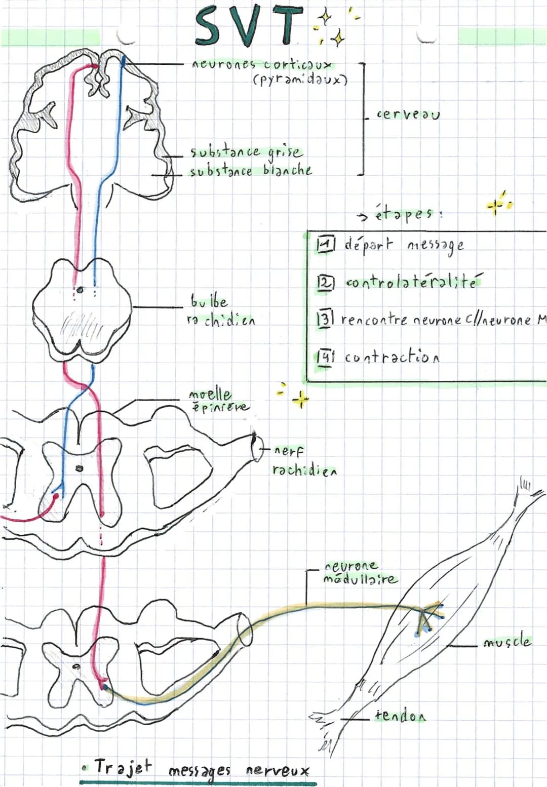 SVT
Comportements, mouvement
~ et système nerveux ~
→ 2 types de mouvements: - volontaire
- involon taire (réflexe)
• Réflexe
→ réflexes m