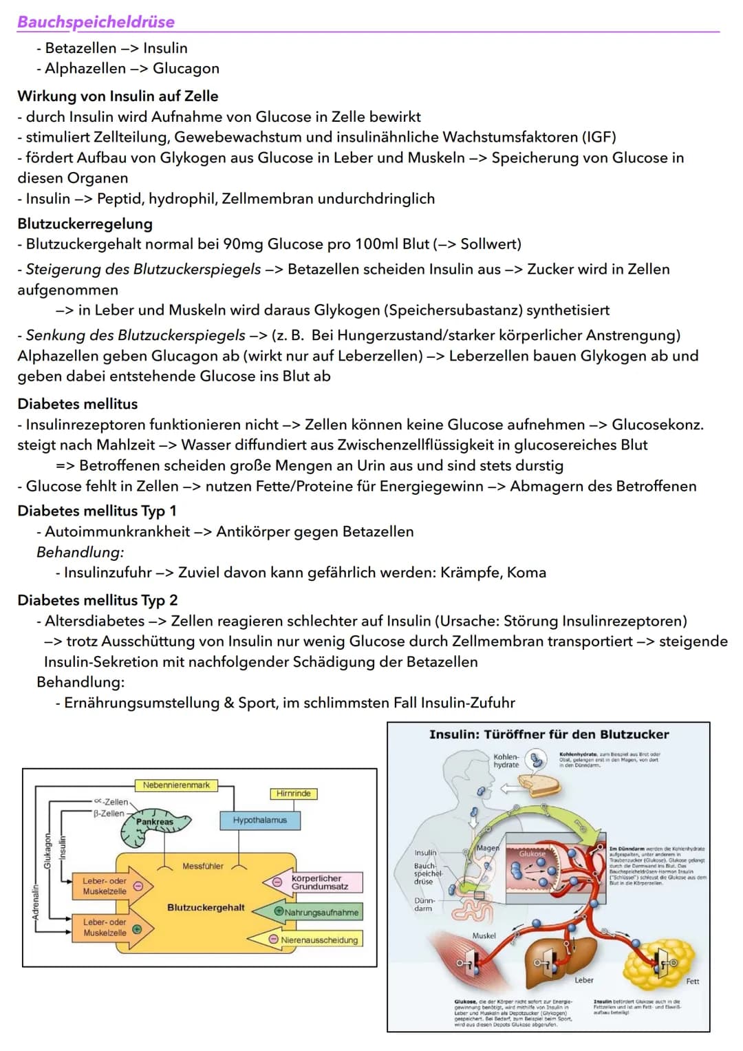 Hormone
Allgemein, was sind Hormone?
- Moleküle bei Menschen & Tieren, werden in extrazellulären Flüssigkeiten abgegeben, kreisen im Blut