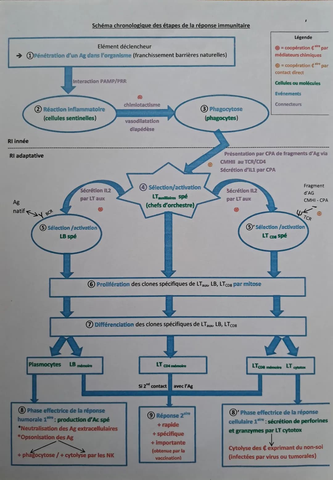 Schéma chronologique des étapes de la réponse immunitaire
Elément déclencheur
→1Pénétration d'un Ag dans l'organisme (franchissement barriè
