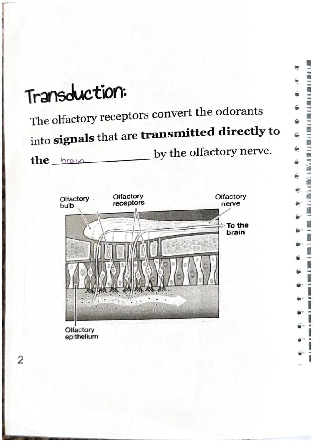 Olfactory = Smell
Physical Stimulus:
Nasal
Odorants passage
odorants
(gas molecules) enter
your nasal passage.
Sensation:
Nasal
Odorants pa
