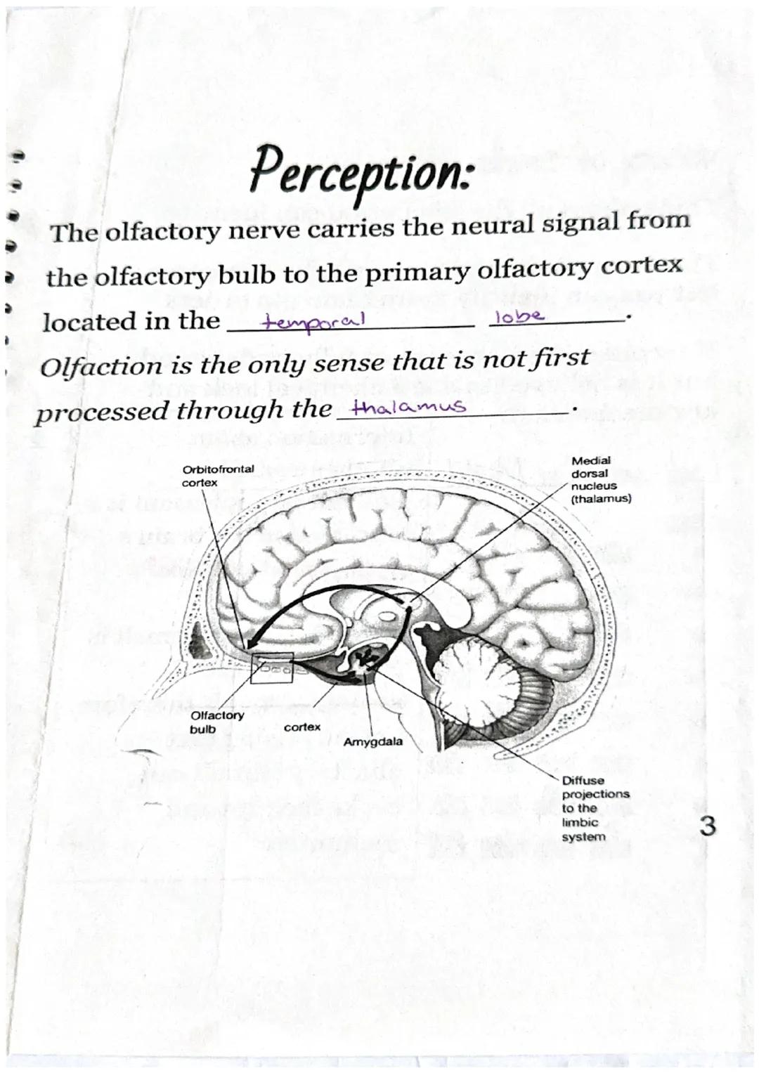 Olfactory = Smell
Physical Stimulus:
Nasal
Odorants passage
odorants
(gas molecules) enter
your nasal passage.
Sensation:
Nasal
Odorants pa