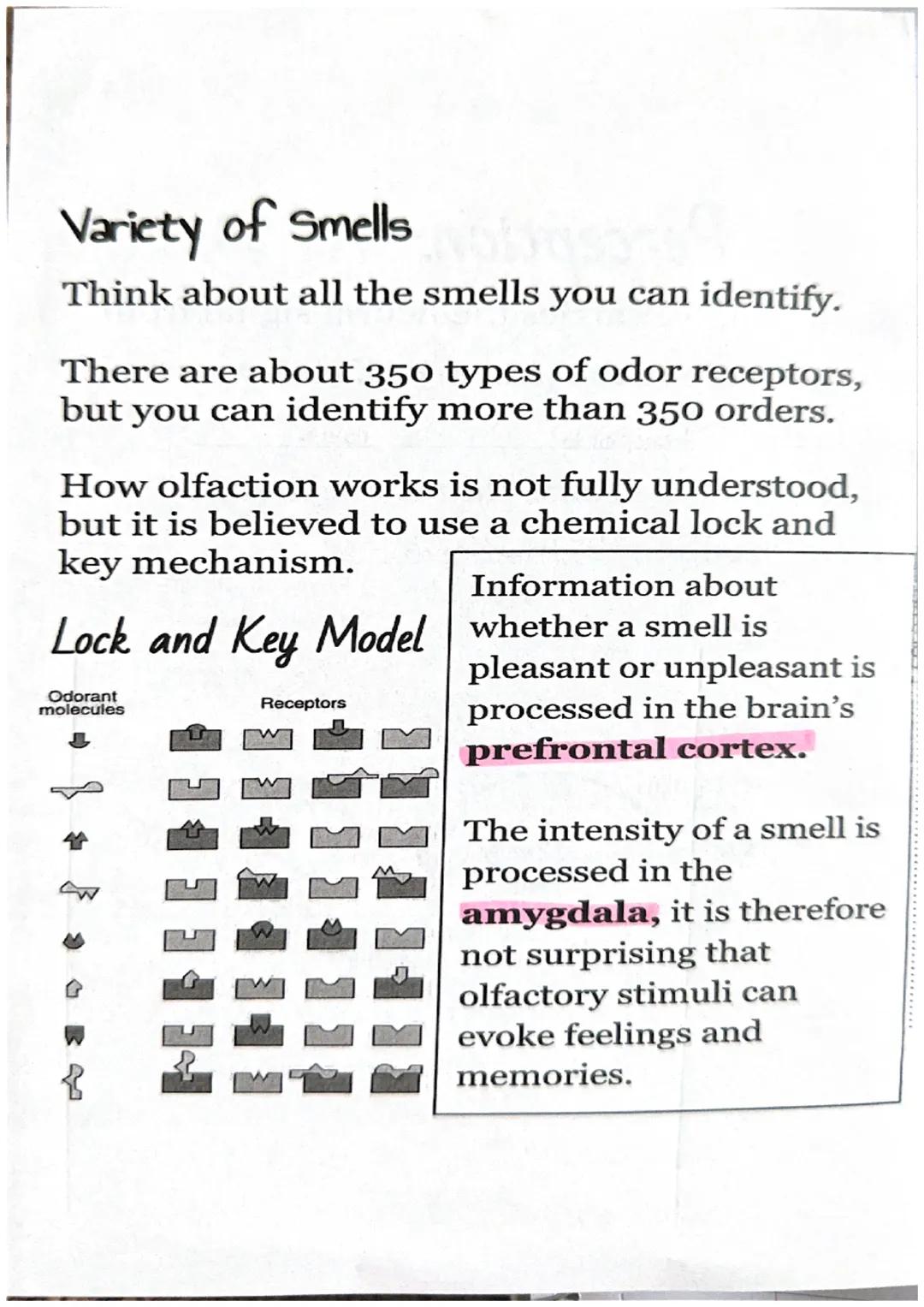 Olfactory = Smell
Physical Stimulus:
Nasal
Odorants passage
odorants
(gas molecules) enter
your nasal passage.
Sensation:
Nasal
Odorants pa