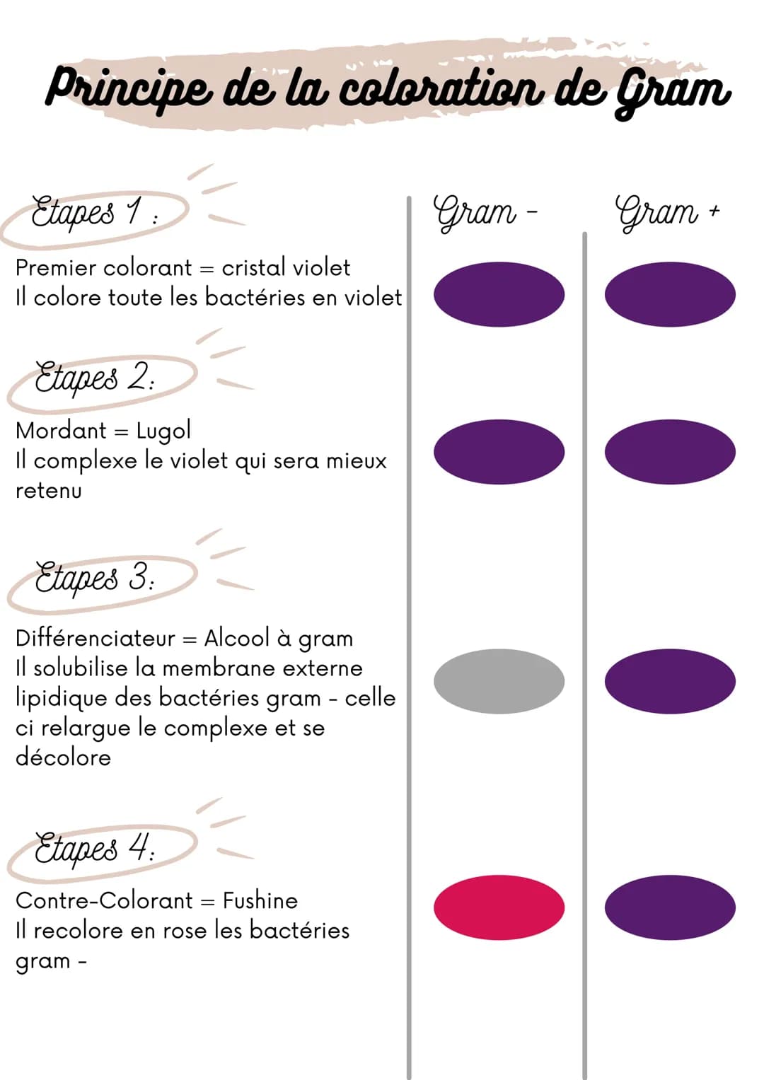 # Principe de la coloration de Gram
Etapes 1:
Premier colorant = cristal violet
Il colore toute les bactéries en violet
Etapes 2:
Mordant