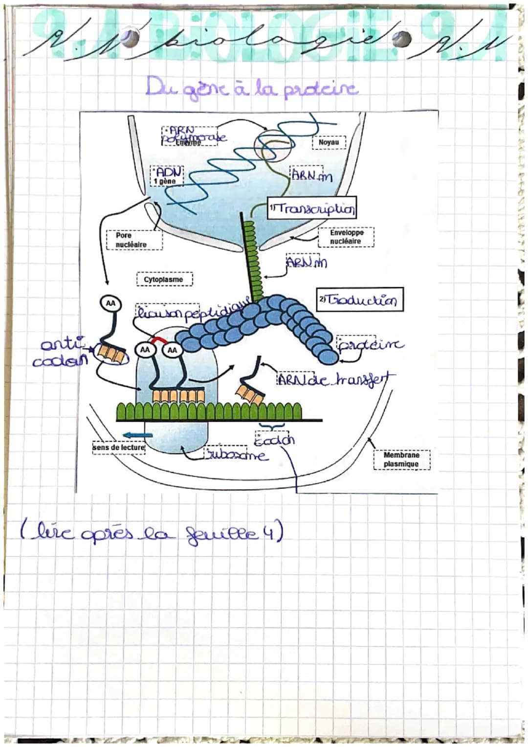 # piologica
Cellule et information génétique : 1
- localisation de la cellule dans le nayau
- rature du matériel génétique: 46 molécules d