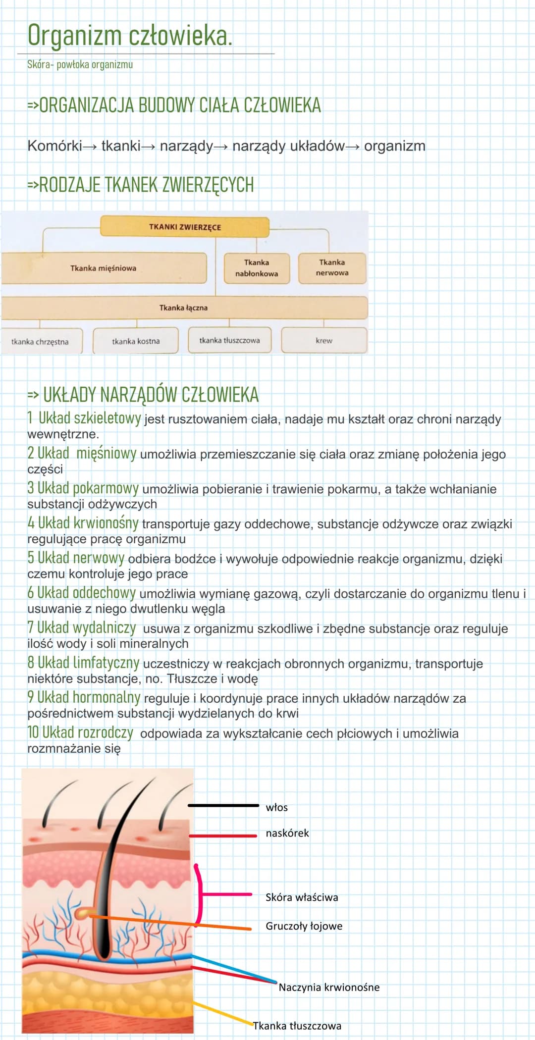 Organizm człowieka.
Skóra- powłoka organizmu
=>ORGANIZACJA BUDOWY CIAŁA CZŁOWIEKA
Komórki tkanki narządy narządy układów→ organizm
=>RODZ