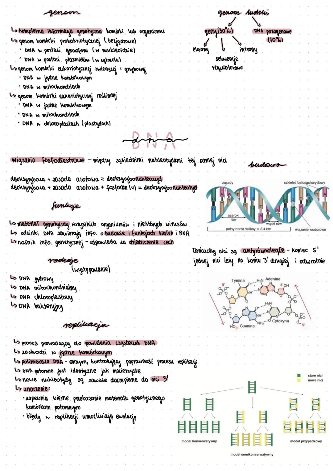 gen
> podstawowa jednostka dziedziczenia
> pojedynczy gen to fragment DNA który zawiera informację
dotyczącą budowy bialka lub cząsteczki RN