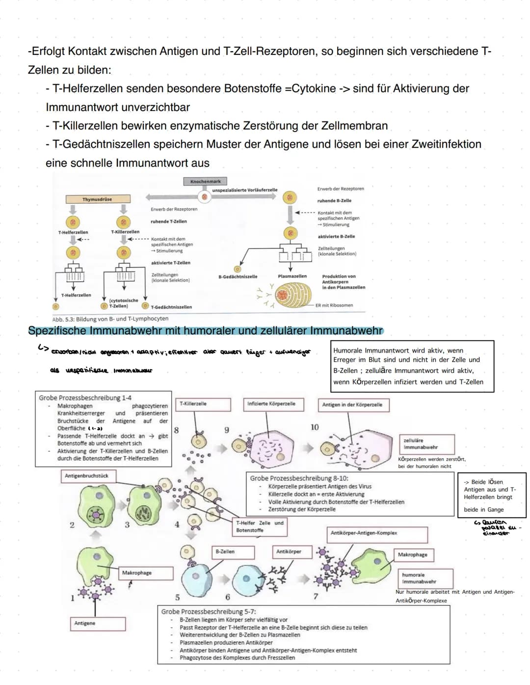 # Immunbiologie
Grundlagen des Immunsystems
= Teilbereich der Biologie, der sich mit biologischen und biochemischen Grundlagen der
körperlic
