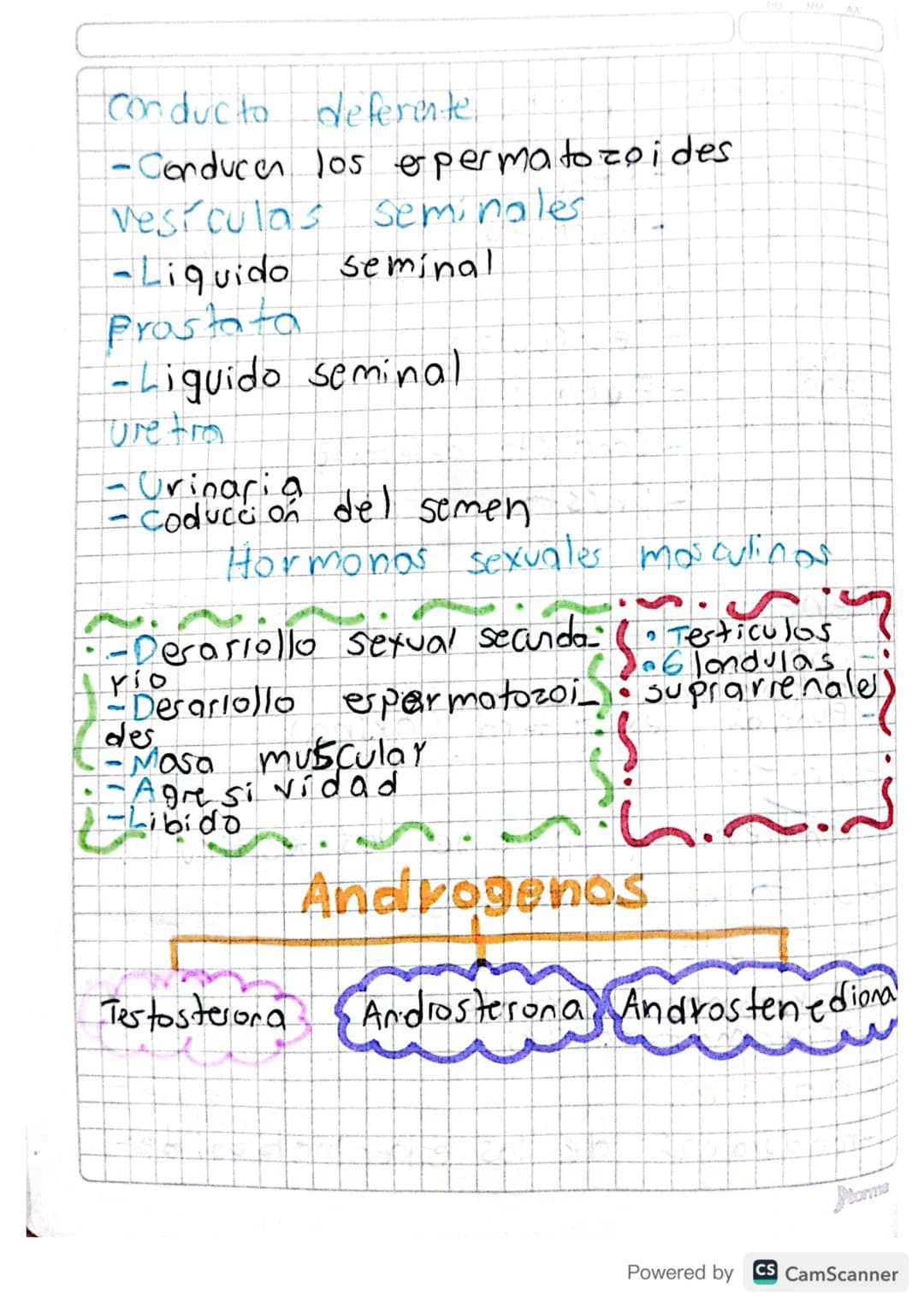 sistema reproductor masiuling
Órganos S-Pene
externus-Escroto
-Testículos
Órganos - Edidimo
Internos
- Conducto deferente
- Próstata
Pene