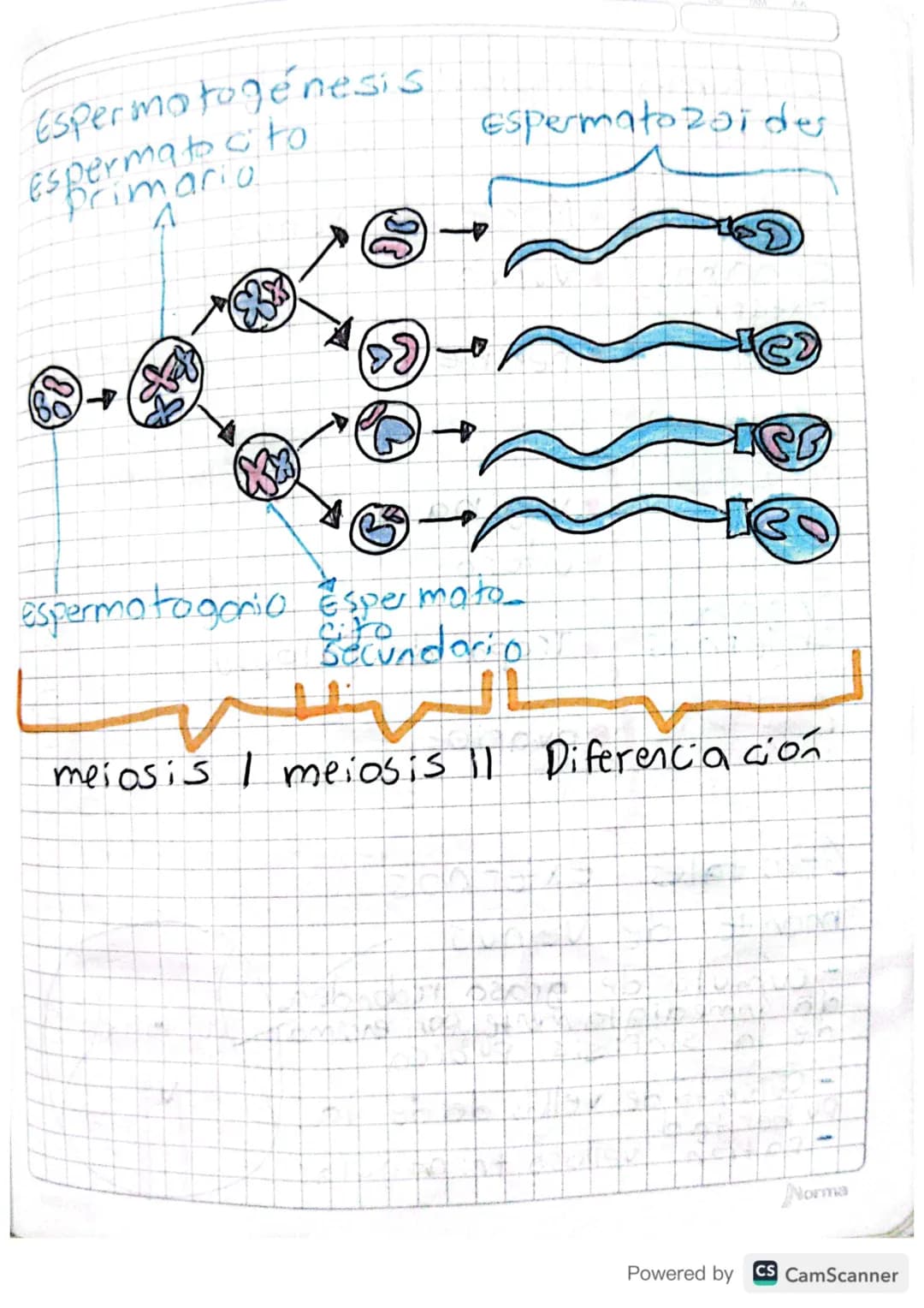 sistema reproductor masiuling
Órganos S-Pene
externus-Escroto
-Testículos
Órganos - Edidimo
Internos
- Conducto deferente
- Próstata
Pene