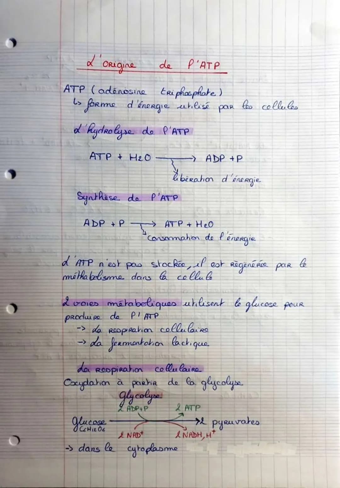 # L'origine
de P'ATP
ATP (adenosine triphosphate)
1> forme d'énergie utilisé par les collules
d'hydrolyse de P'ATP
ATP + H2O → ADP+P
libé