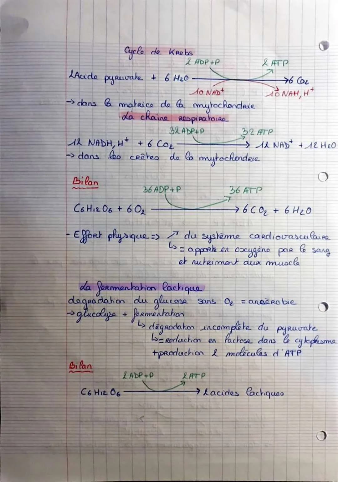 # L'origine
de P'ATP
ATP (adenosine triphosphate)
1> forme d'énergie utilisé par les collules
d'hydrolyse de P'ATP
ATP + H2O → ADP+P
libé