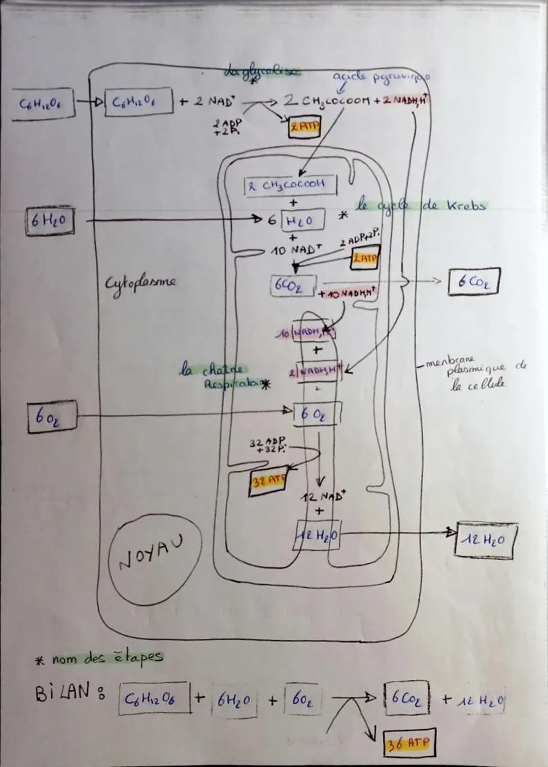 # L'origine
de P'ATP
ATP (adenosine triphosphate)
1> forme d'énergie utilisé par les collules
d'hydrolyse de P'ATP
ATP + H2O → ADP+P
libé