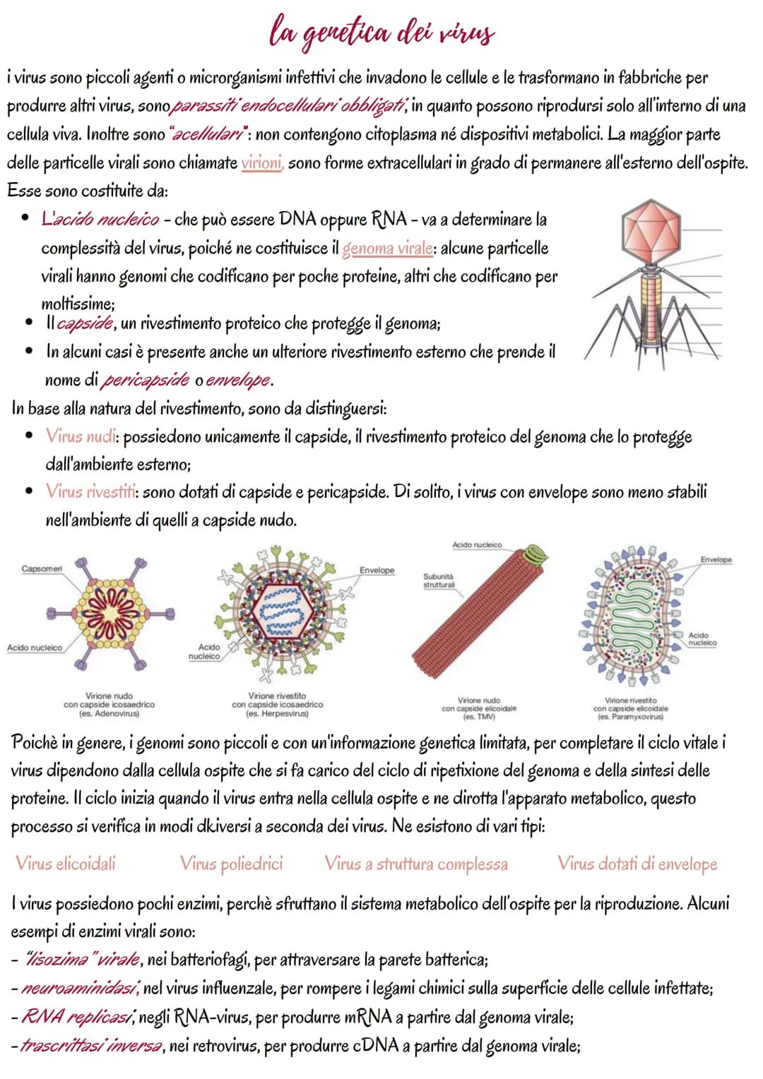 # la genetica dei virus
i virus sono piccoli agenti o microrganismi infettivi che invadono le cellule e le trasformano in fabbriche per
pro