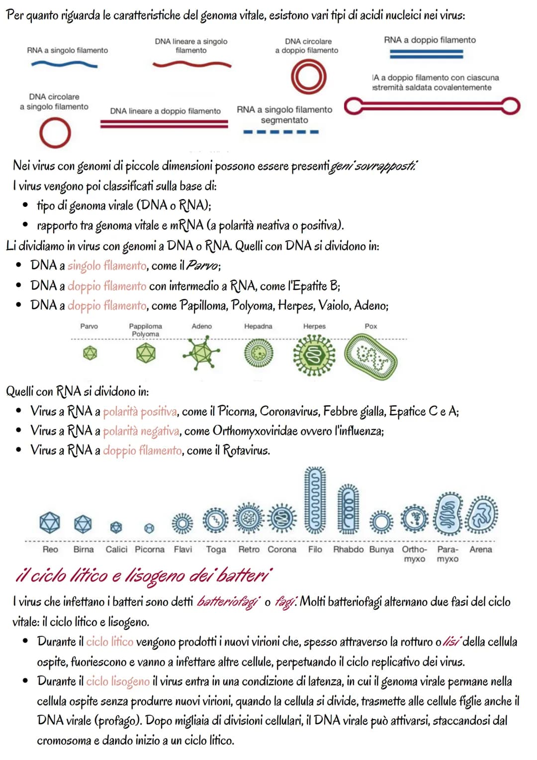 # la genetica dei virus
i virus sono piccoli agenti o microrganismi infettivi che invadono le cellule e le trasformano in fabbriche per
pro