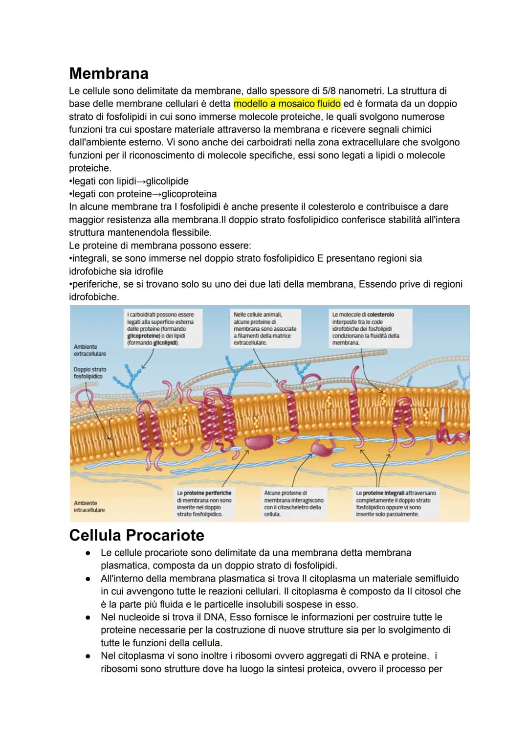 # Membrana
Le cellule sono delimitate da membrane, dallo spessore di 5/8 nanometri. La struttura di
base delle membrane cellulari è detta m