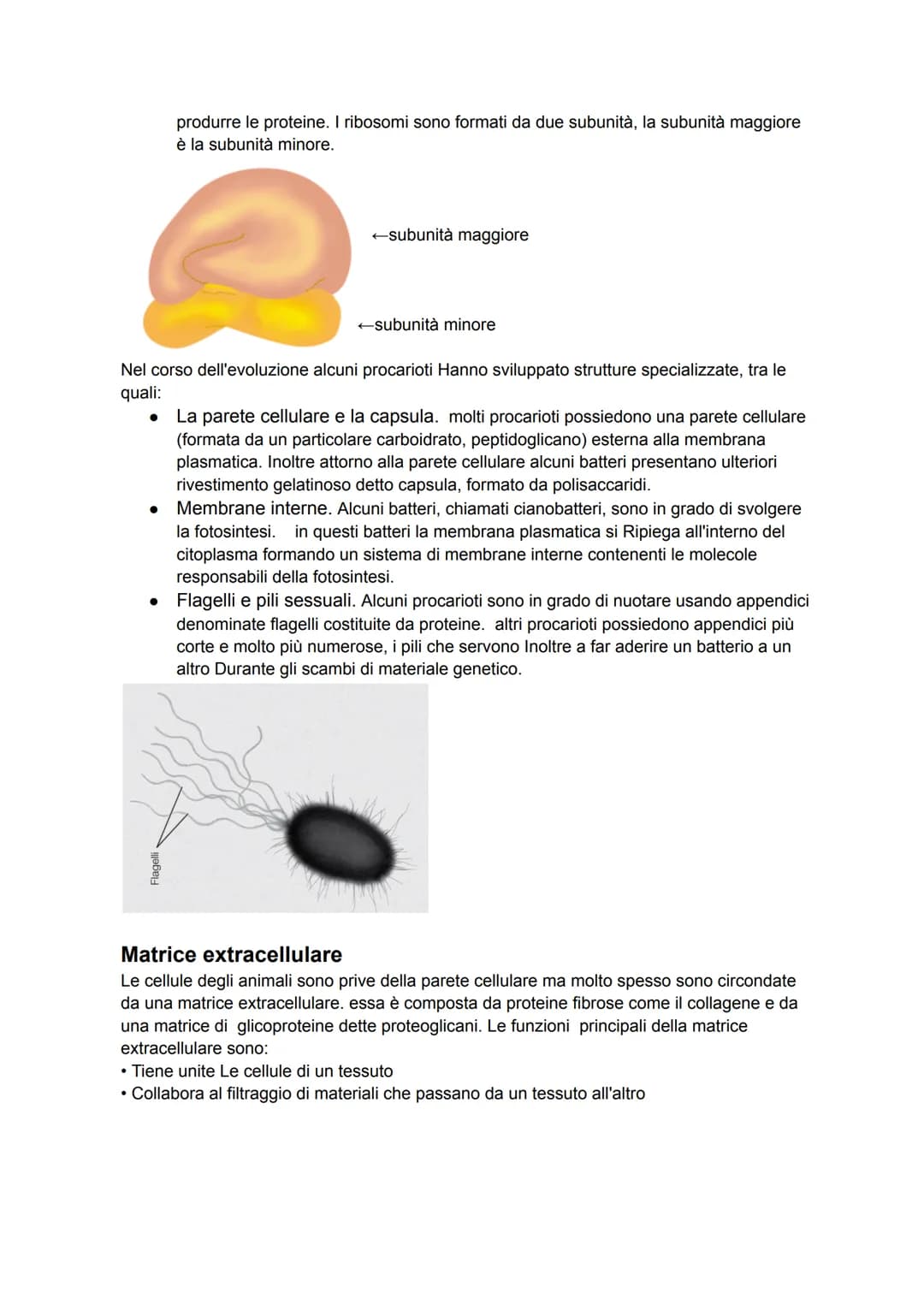 # Membrana
Le cellule sono delimitate da membrane, dallo spessore di 5/8 nanometri. La struttura di
base delle membrane cellulari è detta m