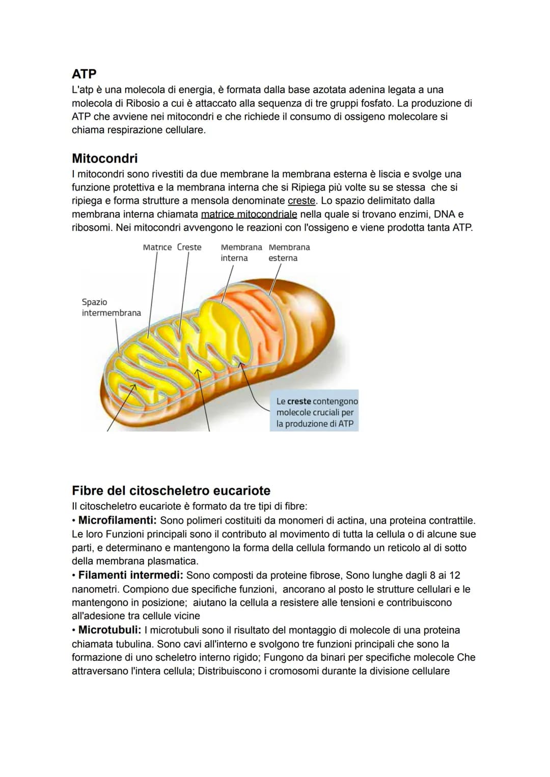 # Membrana
Le cellule sono delimitate da membrane, dallo spessore di 5/8 nanometri. La struttura di
base delle membrane cellulari è detta m