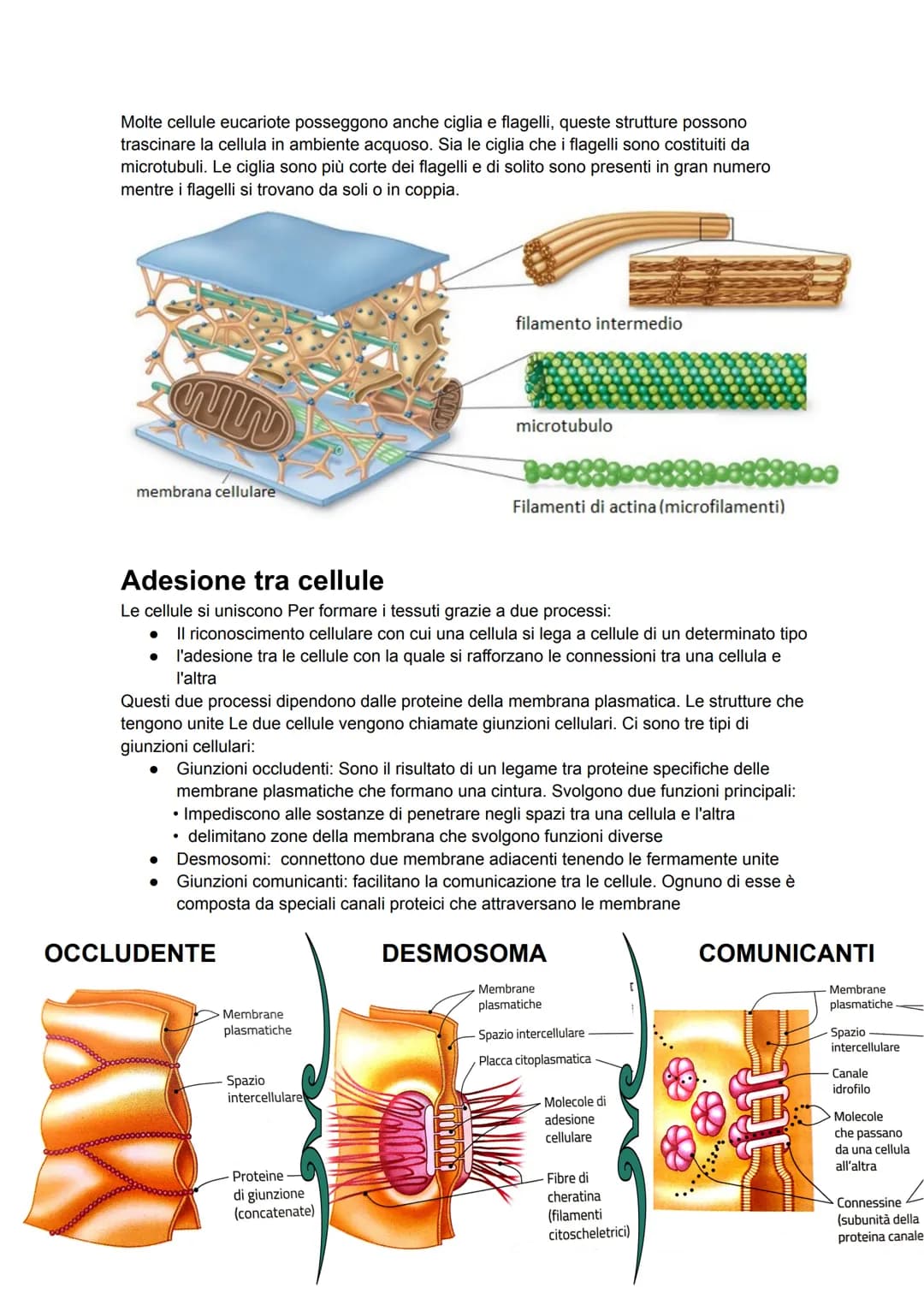 # Membrana
Le cellule sono delimitate da membrane, dallo spessore di 5/8 nanometri. La struttura di
base delle membrane cellulari è detta m