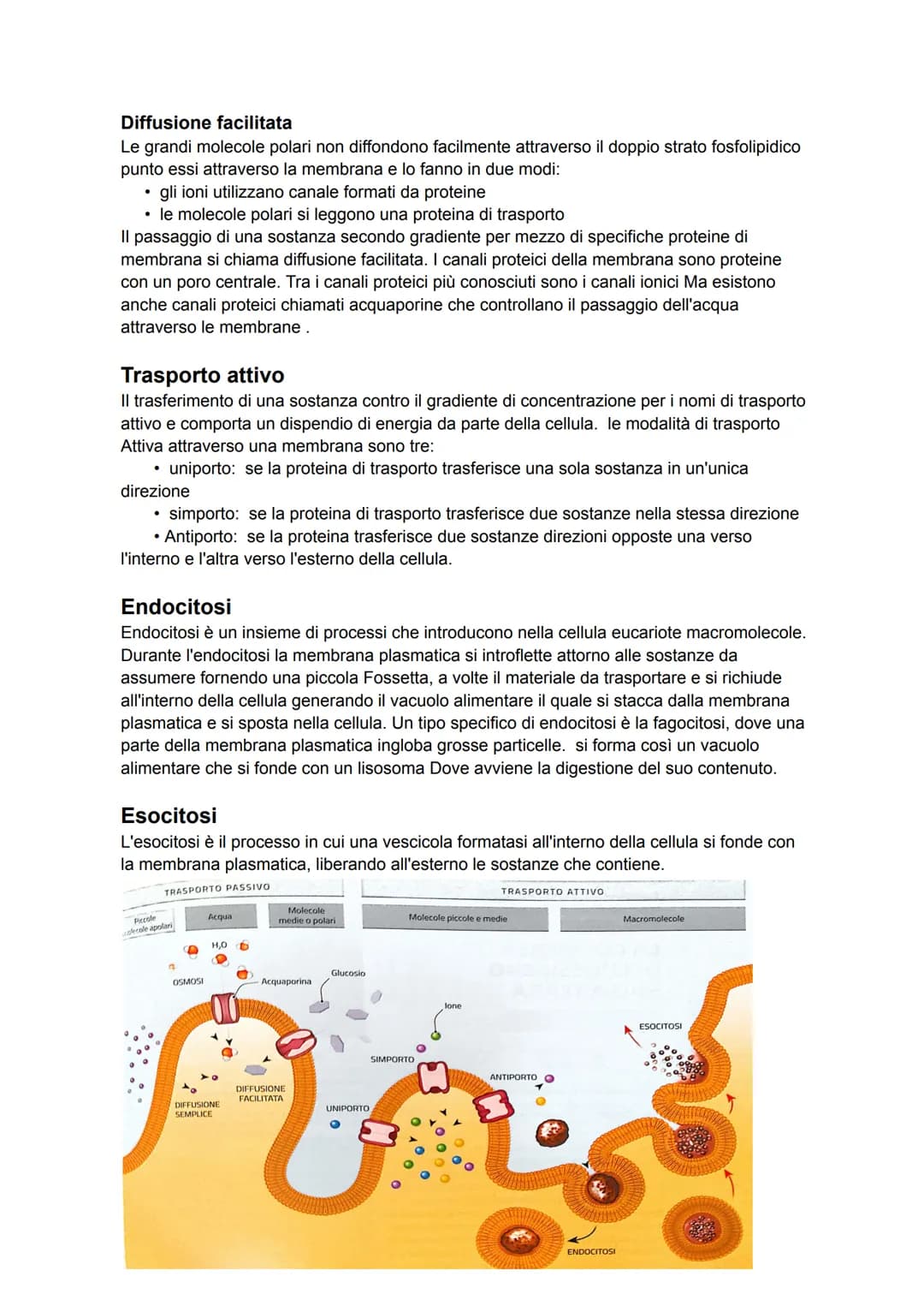 # Membrana
Le cellule sono delimitate da membrane, dallo spessore di 5/8 nanometri. La struttura di
base delle membrane cellulari è detta m