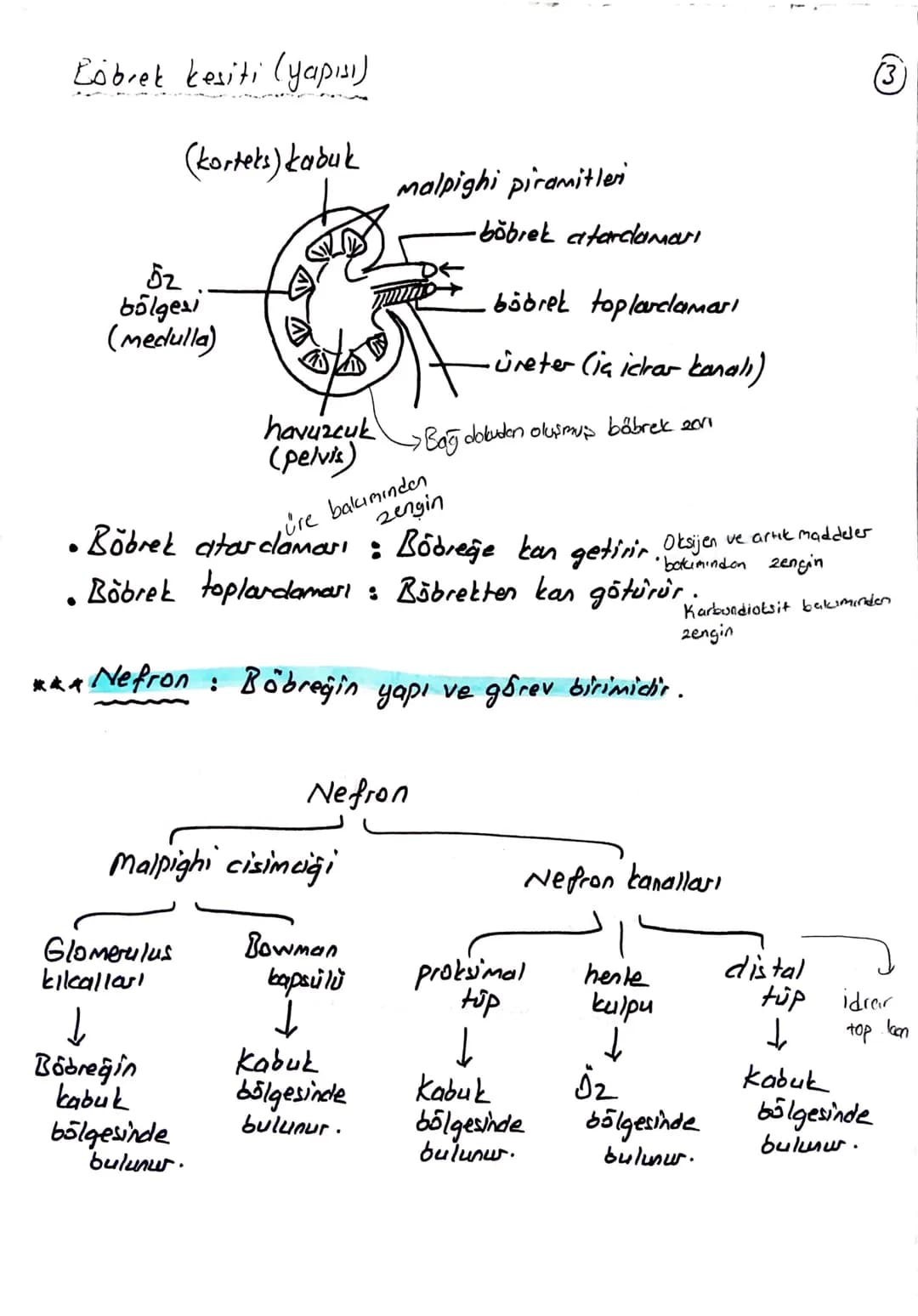 блемі
BOŞALTIM SİSTEMİ
Homeostasının (kararlı iç dengesin) korunmasını sağlar.
Boşaltım sistemi Organları
① Böbrekler (2 tane)
Üreter (