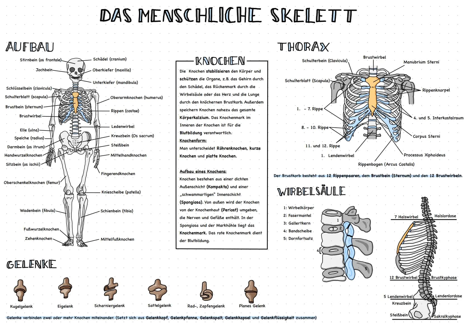 DAS MENSCHLICHE SKELETT
THORAX
AUFBAU
Stirnbein (os frontale).
Jochbein-
Schlüsselbein (clavicula)
Schulterblatt (scapula)-
Brustbein (ste