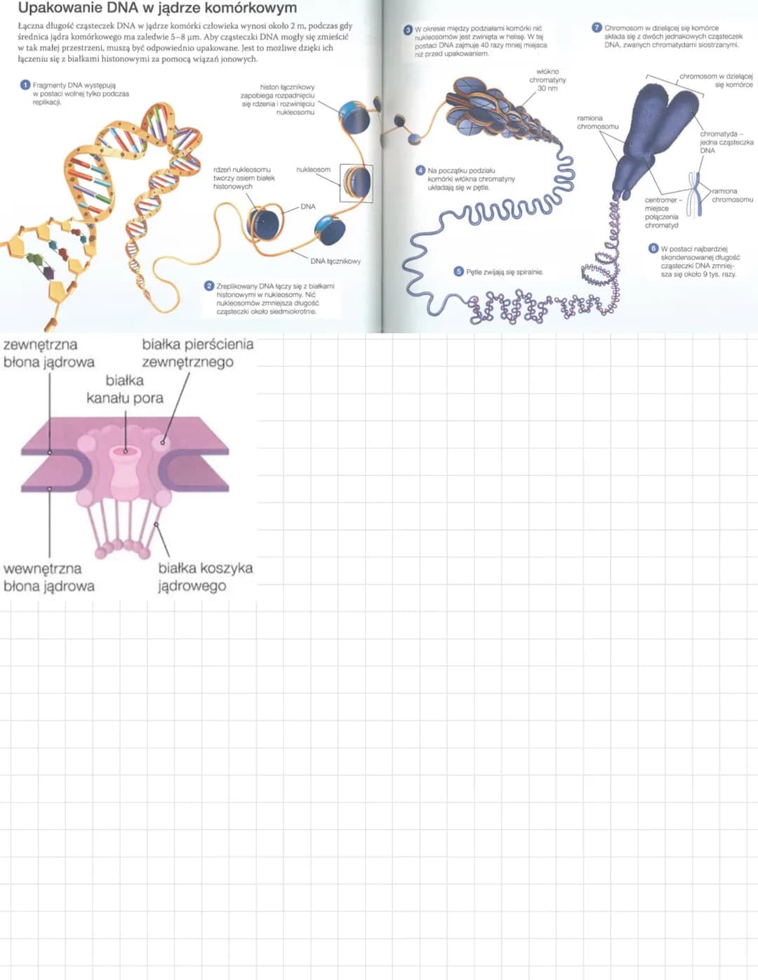 # JADRO KOMÓRKOWE
FUNKCJE JADRA KOMÓRKOWEGO CHROMATYNA
nadrzędne organellum komórkowe
▷ kieruje metabolizmem komórkı
▷ przechowuje i repl