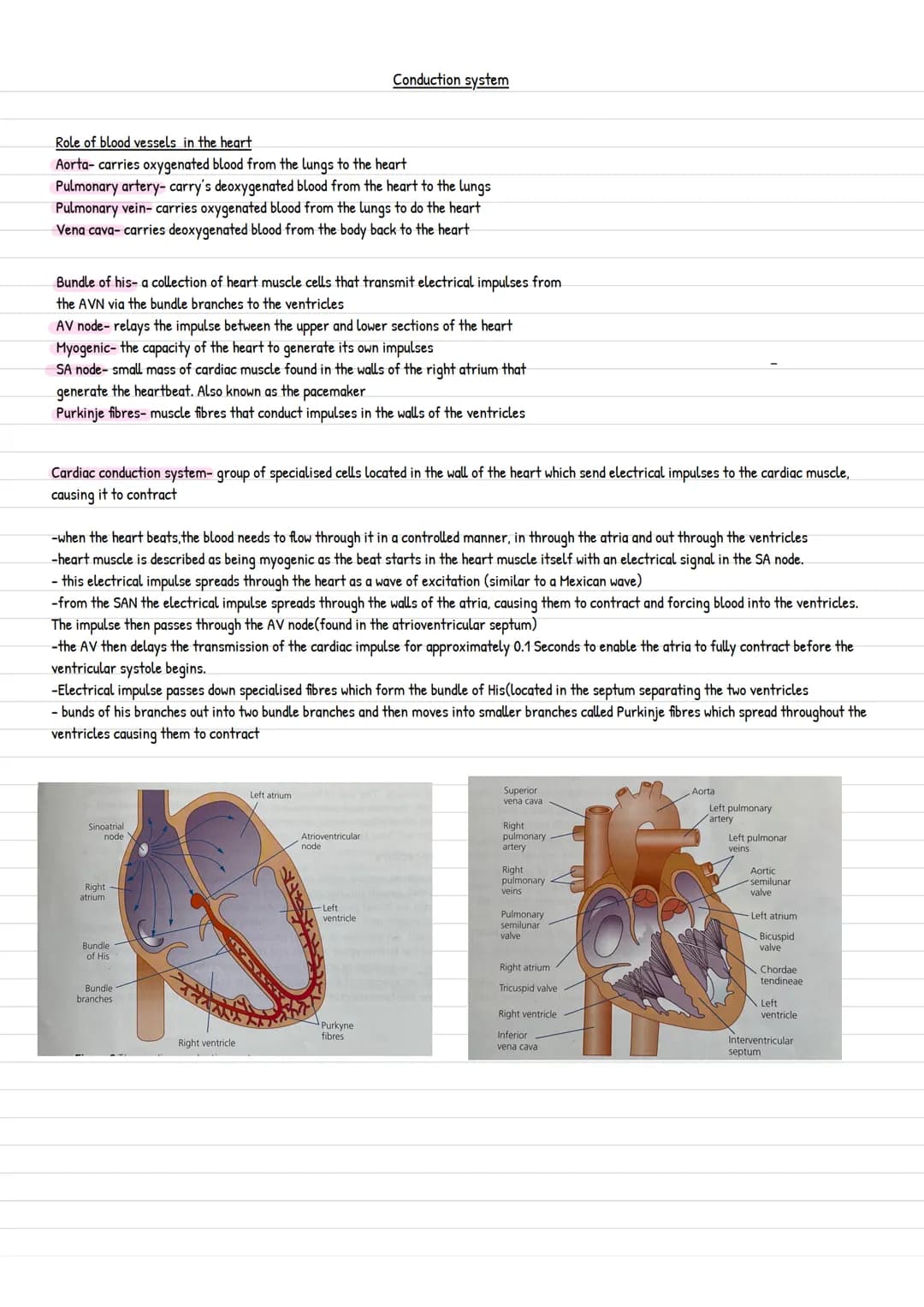 Conduction system
Role of blood vessels in the heart
Aorta- carries oxygenated blood from the lungs to the heart
Pulmonary artery- carry's