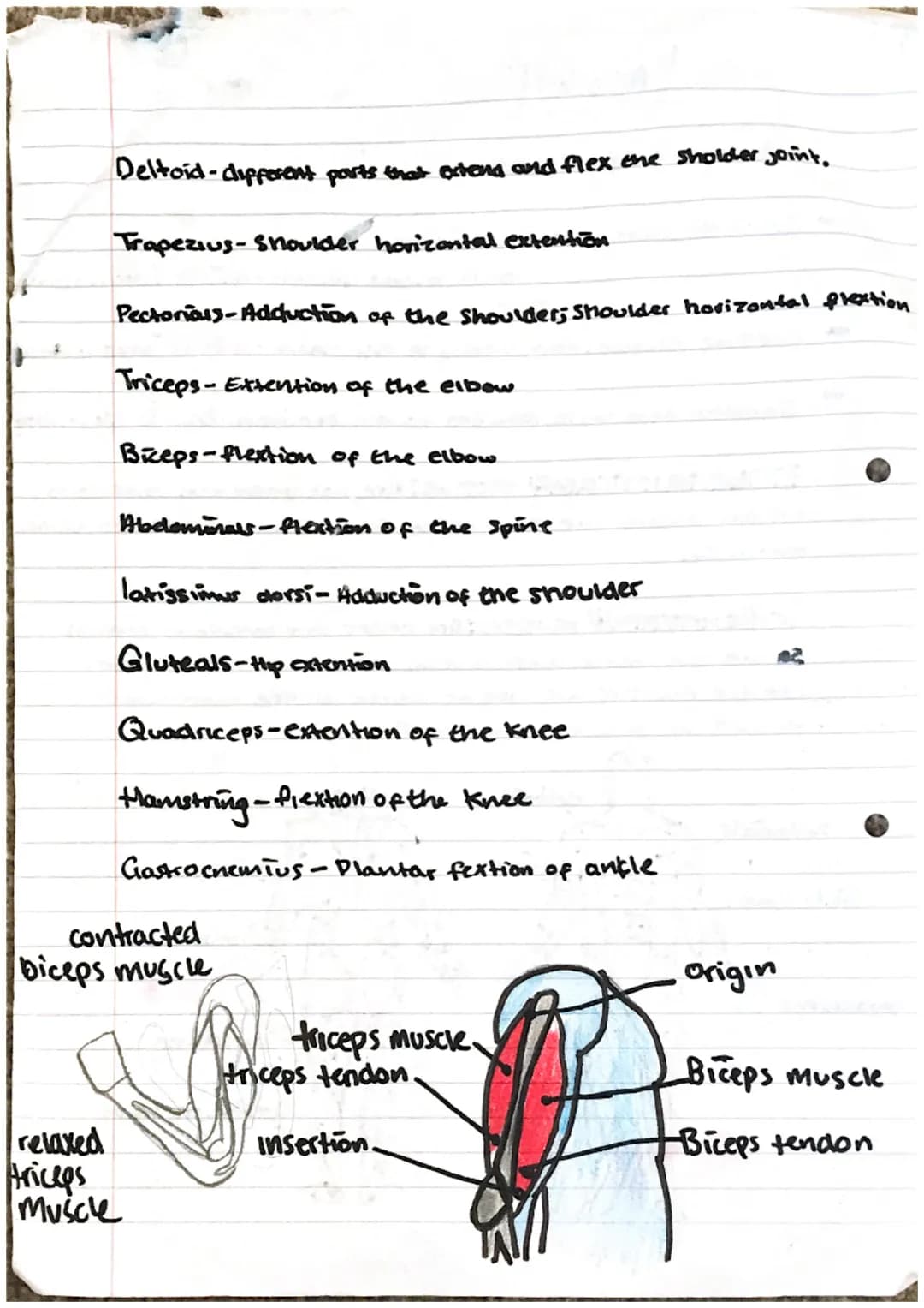 Muscles
3 types of muscles
- smooth muscles: found in the intermal organs
and blood vessels- this is involuntary
- Cardiac muscle: found o