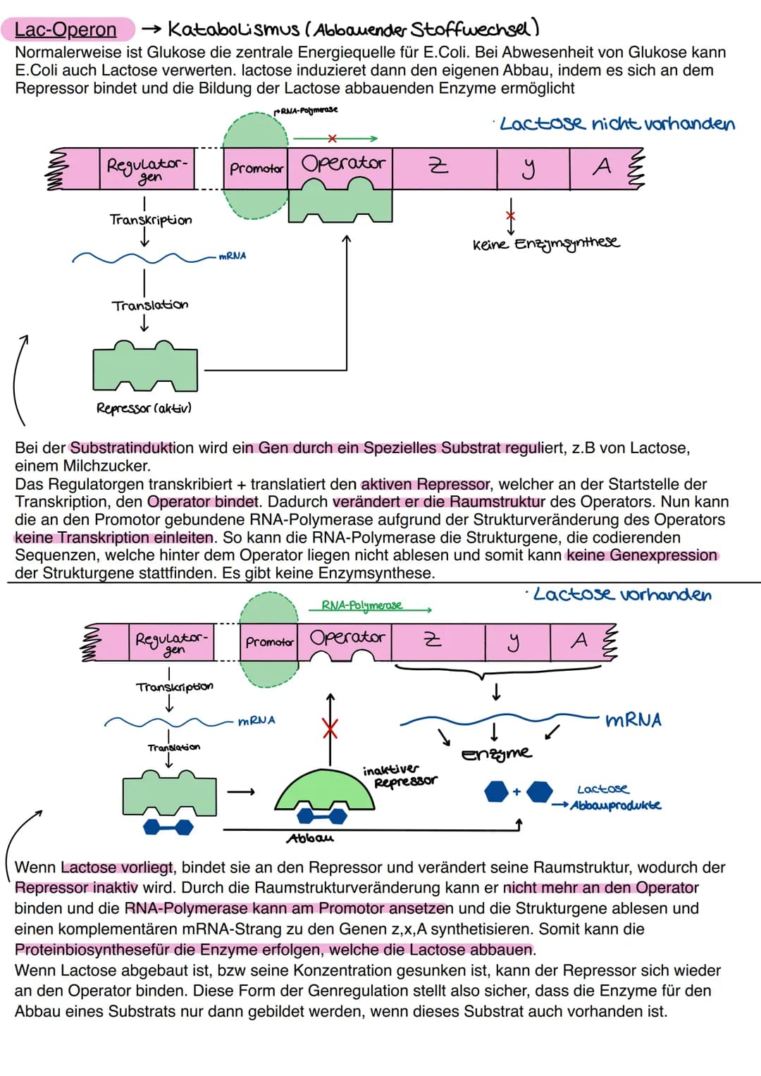 # Genregulation
bezeichnet in der Biologie die Steuerung der Aktivität von Genen, genauer die Steuerung der
Genexpression. Sie bestimmt, ob