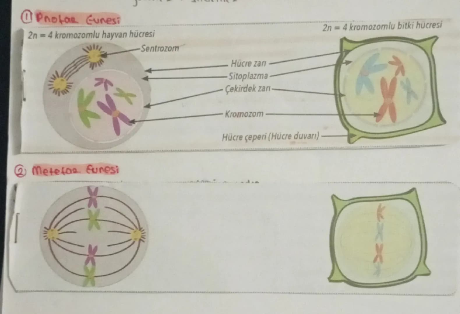 # HÜCRE BOLÜNMESİ
Sinin hocresi
Giagdi bas hücresi
Alyavarlar
Yumurta hücres
Sperm hucrest
Retina
}
haploitin
diptors 2n
BOLONNEZ
# Hocreni