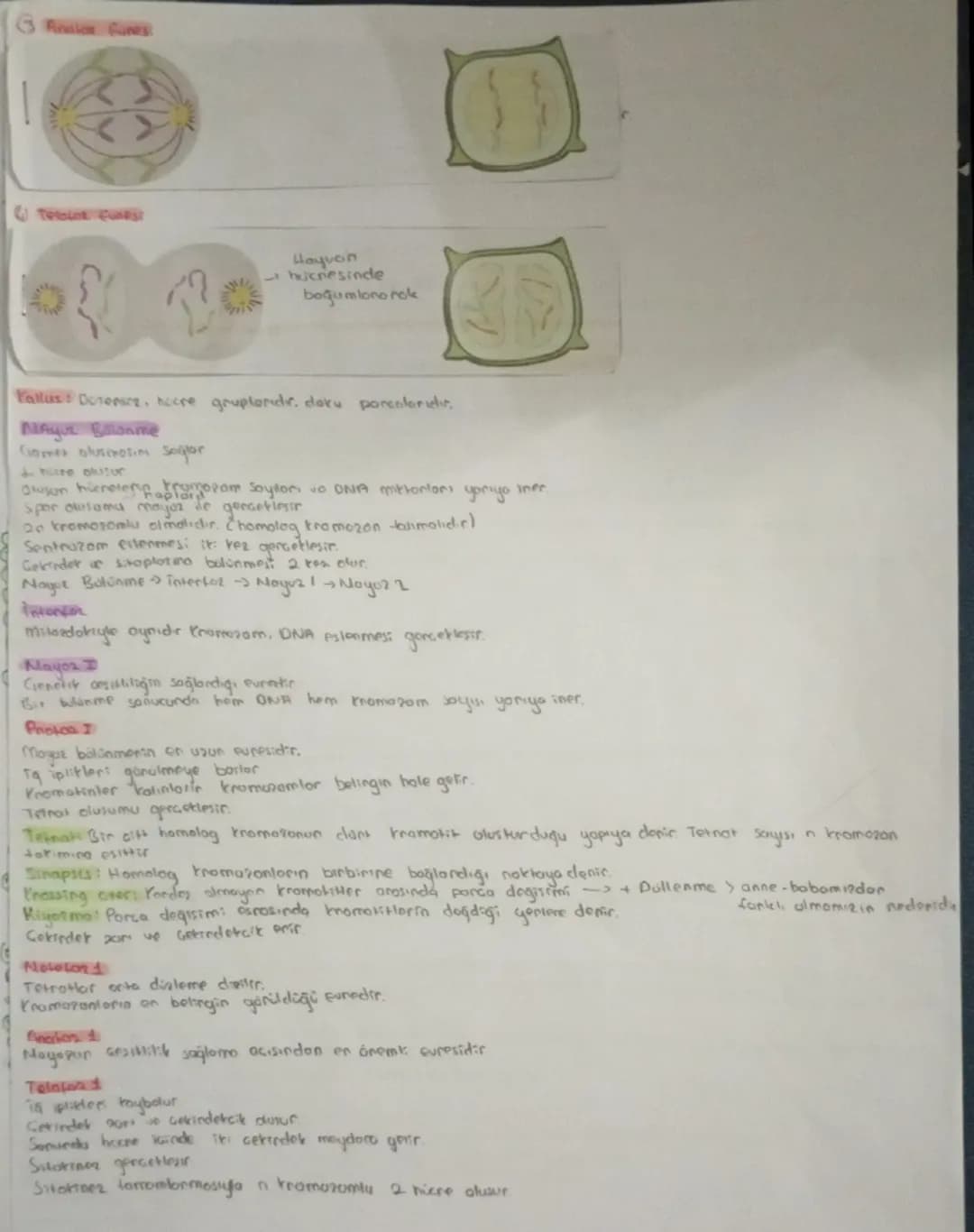 # HÜCRE BOLÜNMESİ
Sinin hocresi
Giagdi bas hücresi
Alyavarlar
Yumurta hücres
Sperm hucrest
Retina
}
haploitin
diptors 2n
BOLONNEZ
# Hocreni