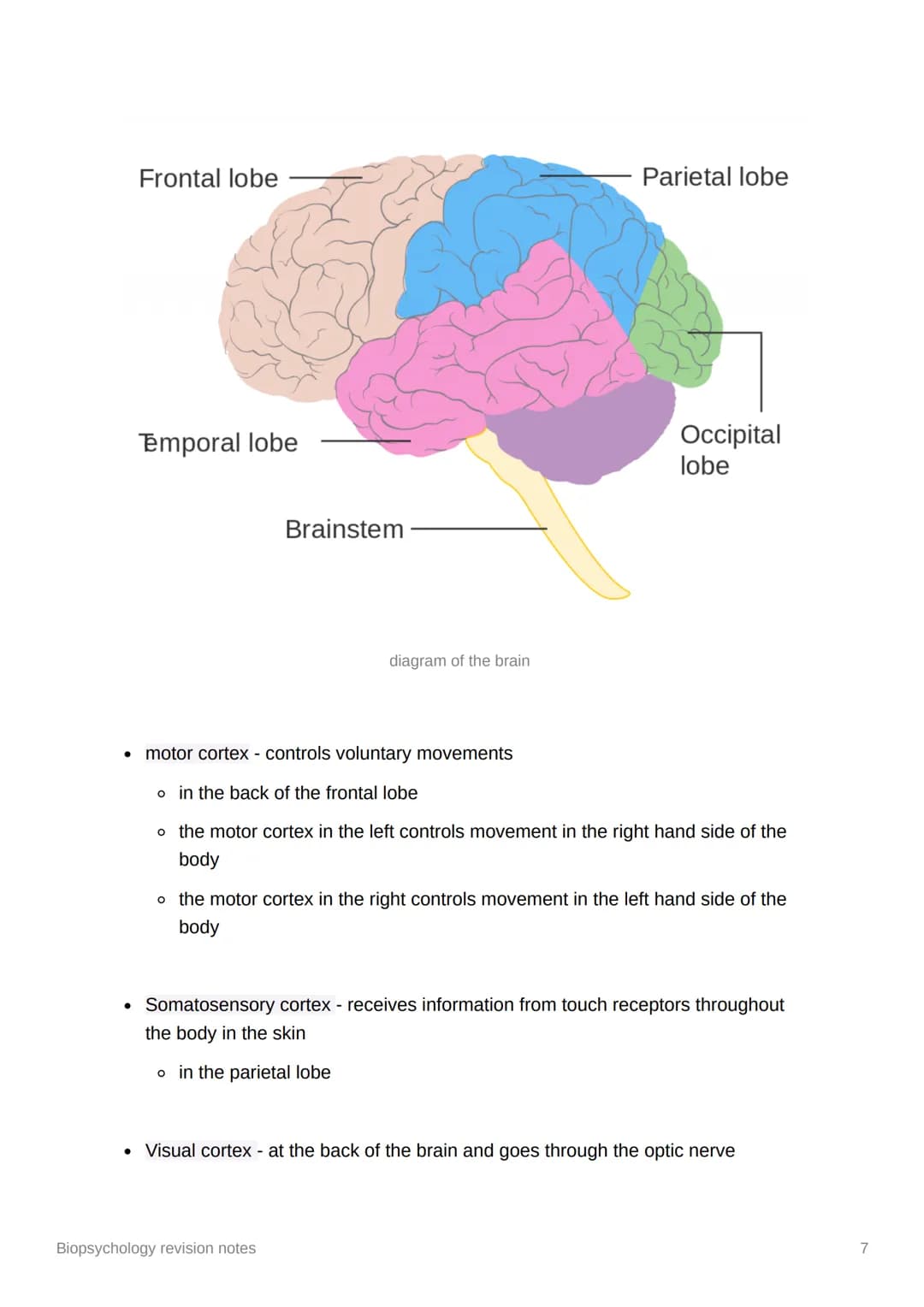 Biopsychology revision notes
The nervous system
* human nervous system - a specialised network of cells making up our internal
commu