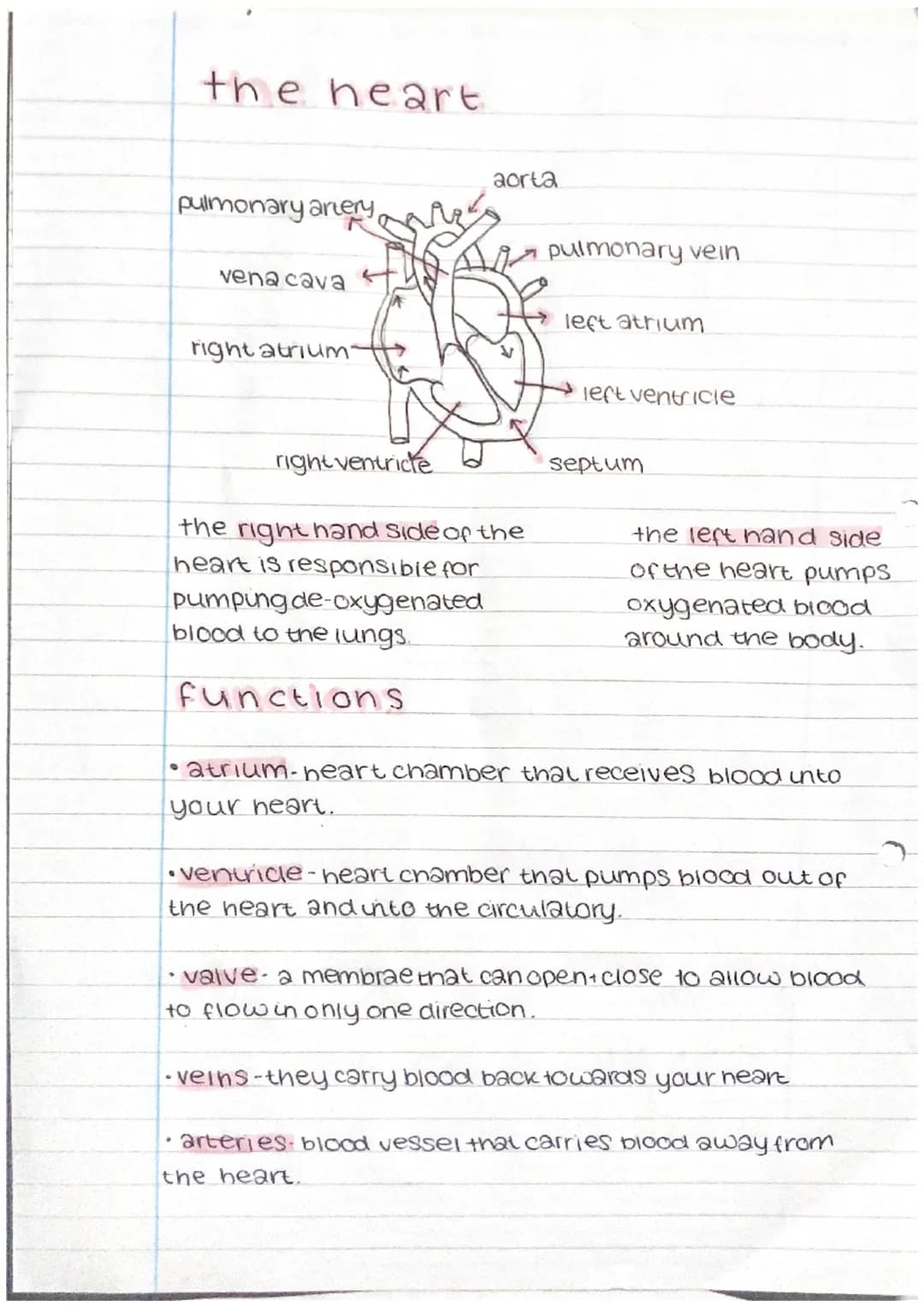 the heart
pulmonary artery,
vena cava
right atrium.
right ventricle
aorta
pulmonary vein
left atrium
left ventricle
septum
the rig