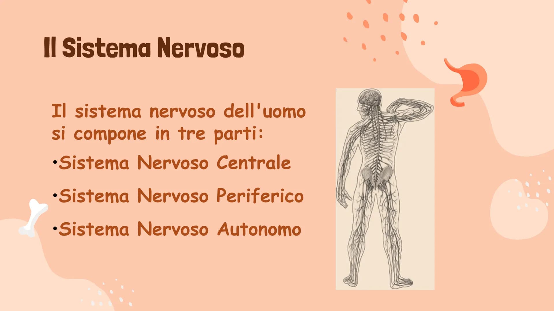 # Il Sistema Nervoso
Gaeta Vincenzo IIIB # Il Sistema Nervoso
Il sistema nervoso dell'uomo
si compone in tre parti:
* Sistema Nervoso Cent