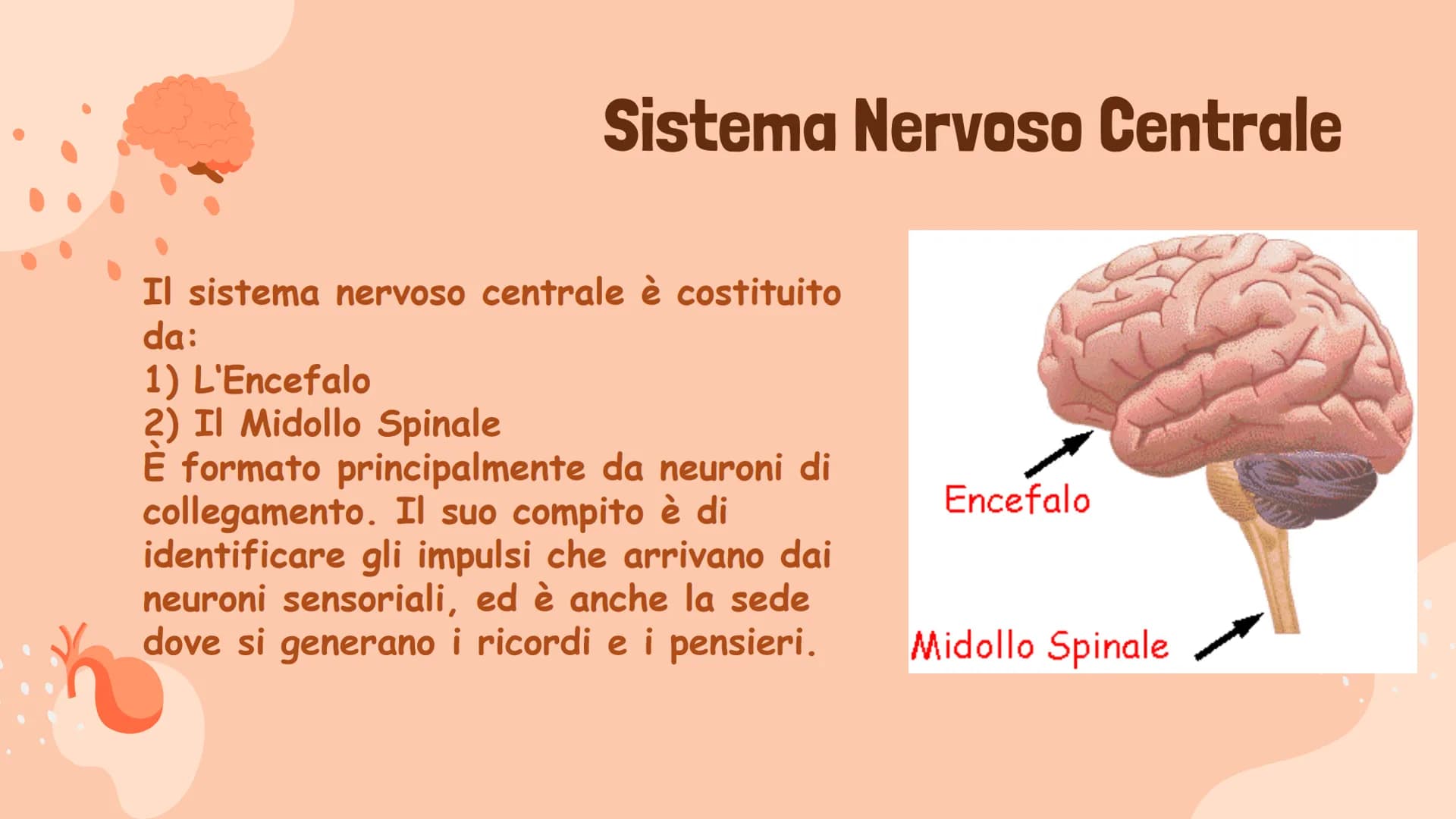 # Il Sistema Nervoso
Gaeta Vincenzo IIIB # Il Sistema Nervoso
Il sistema nervoso dell'uomo
si compone in tre parti:
* Sistema Nervoso Cent