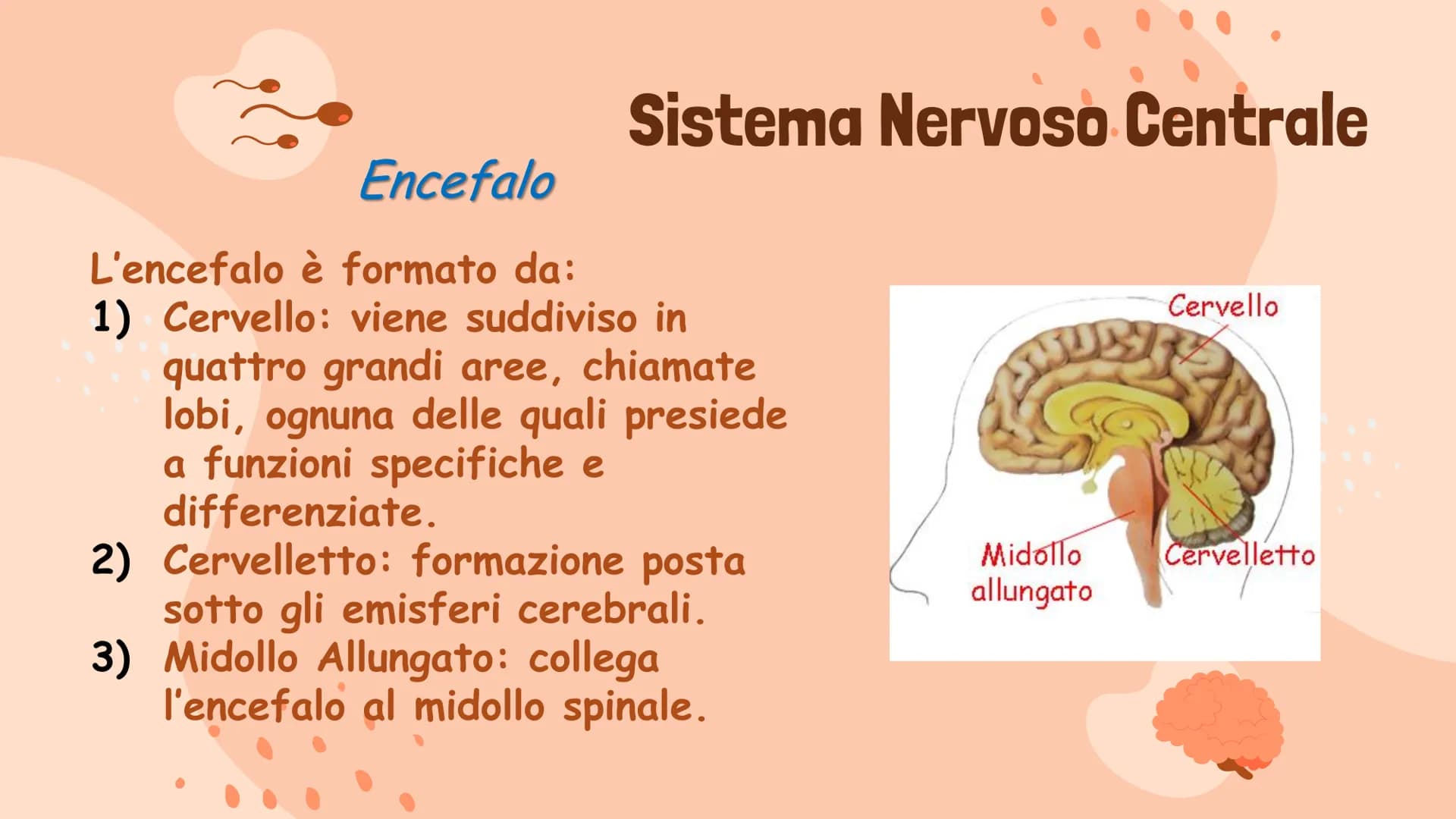 # Il Sistema Nervoso
Gaeta Vincenzo IIIB # Il Sistema Nervoso
Il sistema nervoso dell'uomo
si compone in tre parti:
* Sistema Nervoso Cent