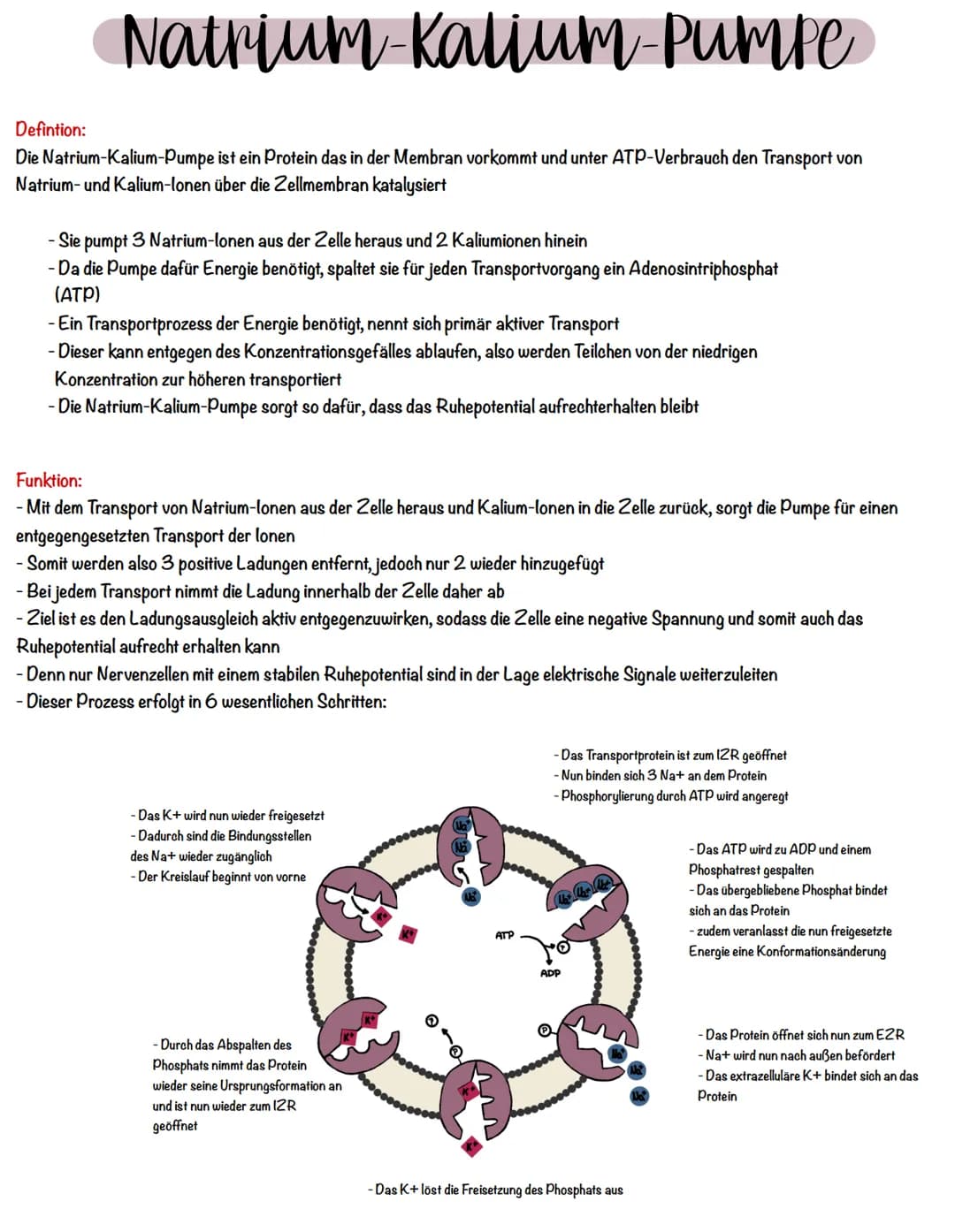 # Natrium-Kalium-Pumpe
Defintion:
Die Natrium-Kalium-Pumpe ist ein Protein das in der Membran vorkommt und unter ATP-Verbrauch den Transpor