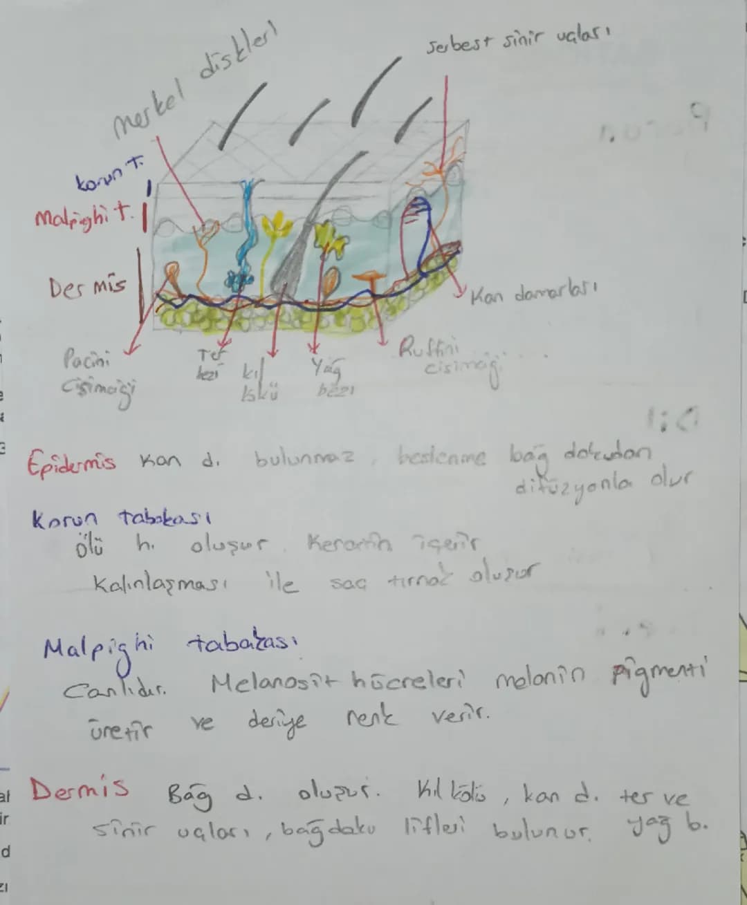 Kulak
Kepçesi
Orta Kulak
as
Gekia
Kulak yolu
Dış Kulak
kulak
2051
→üzergi
Ostaki
borusu
دا
Tulumcuk
Kesecik
Viçinde
tos
denge Of Ol
Yarı