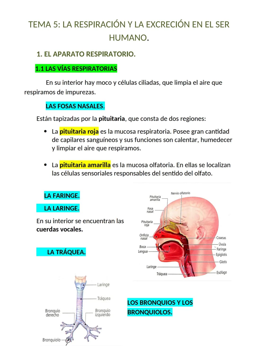 <h2>El aparato respiratorio y sus partes</h2>
<p>El aparato respiratorio es un conjunto de órganos que permite la entrada de oxígeno y la el