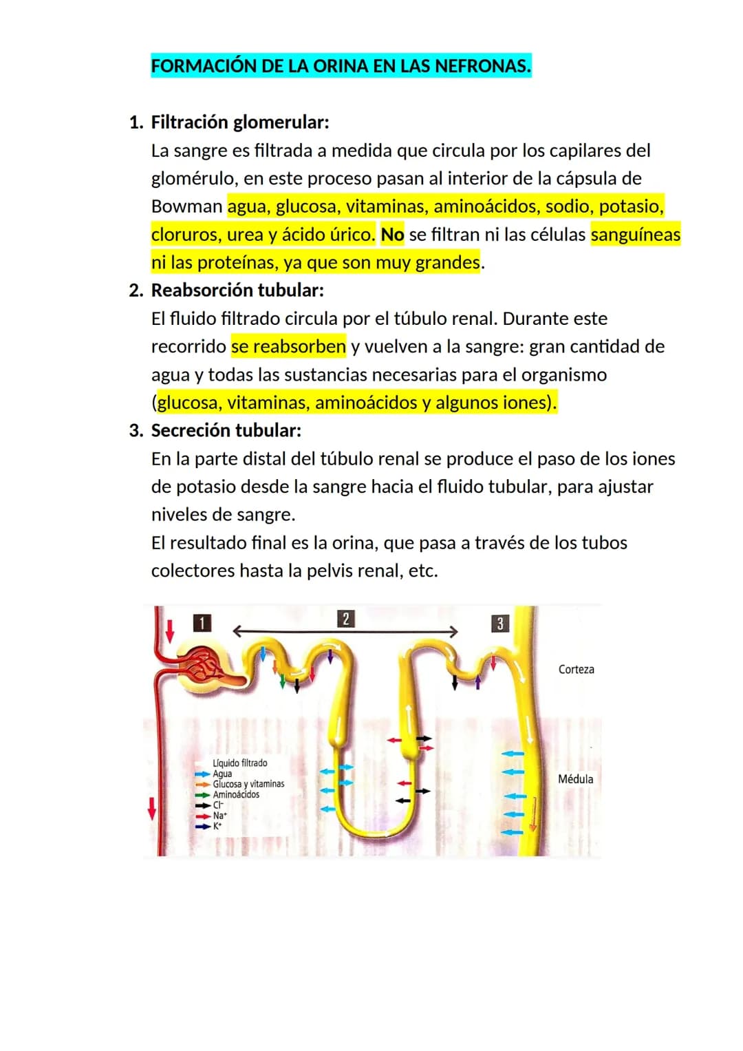 <h2>El aparato respiratorio y sus partes</h2>
<p>El aparato respiratorio es un conjunto de órganos que permite la entrada de oxígeno y la el