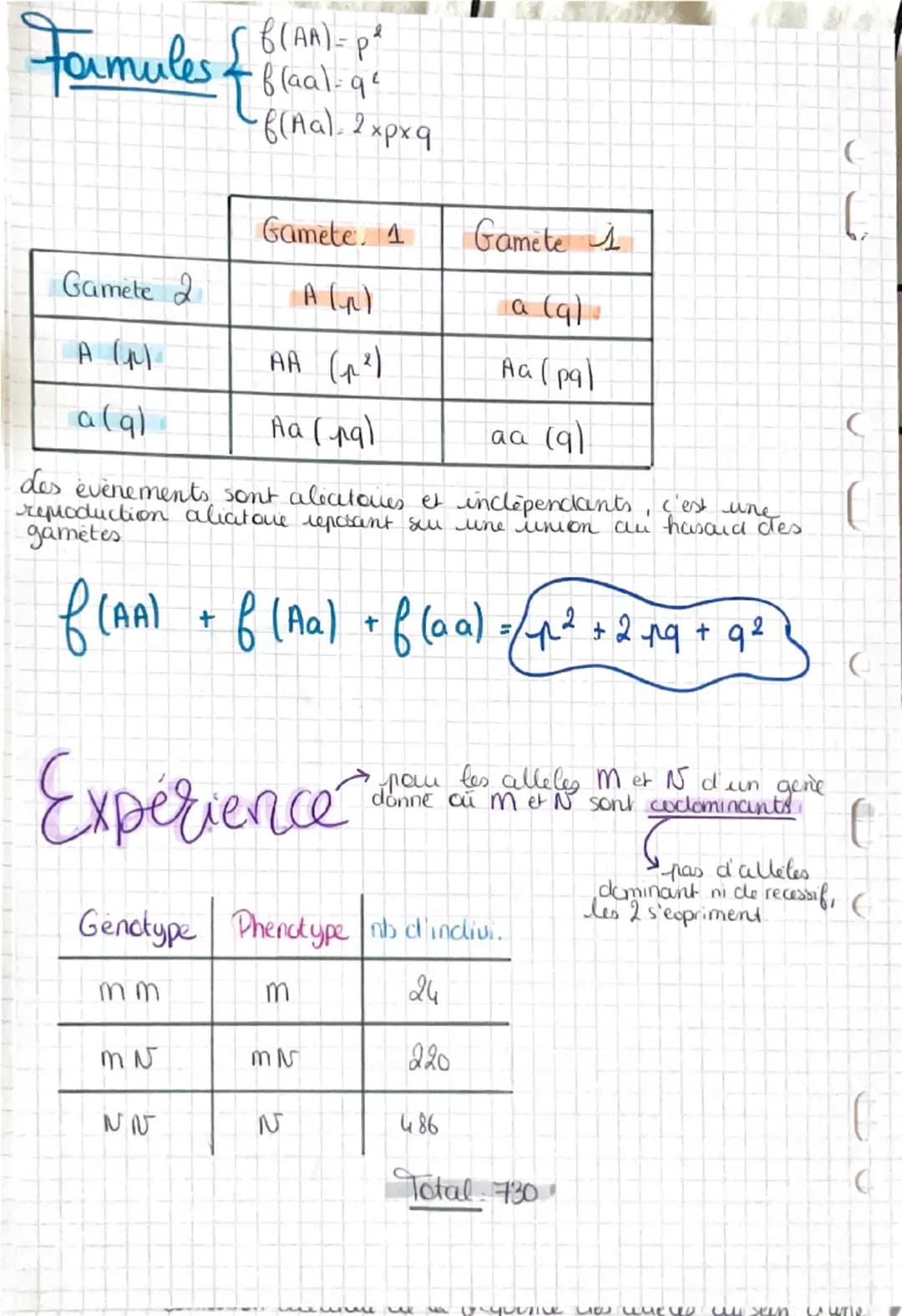 # Hardy-Weinberg
0
LE MODELE
me vou le freq allelig,
cles generculions (atletes & a culteles?)
population
* ensemble d'induidus de la