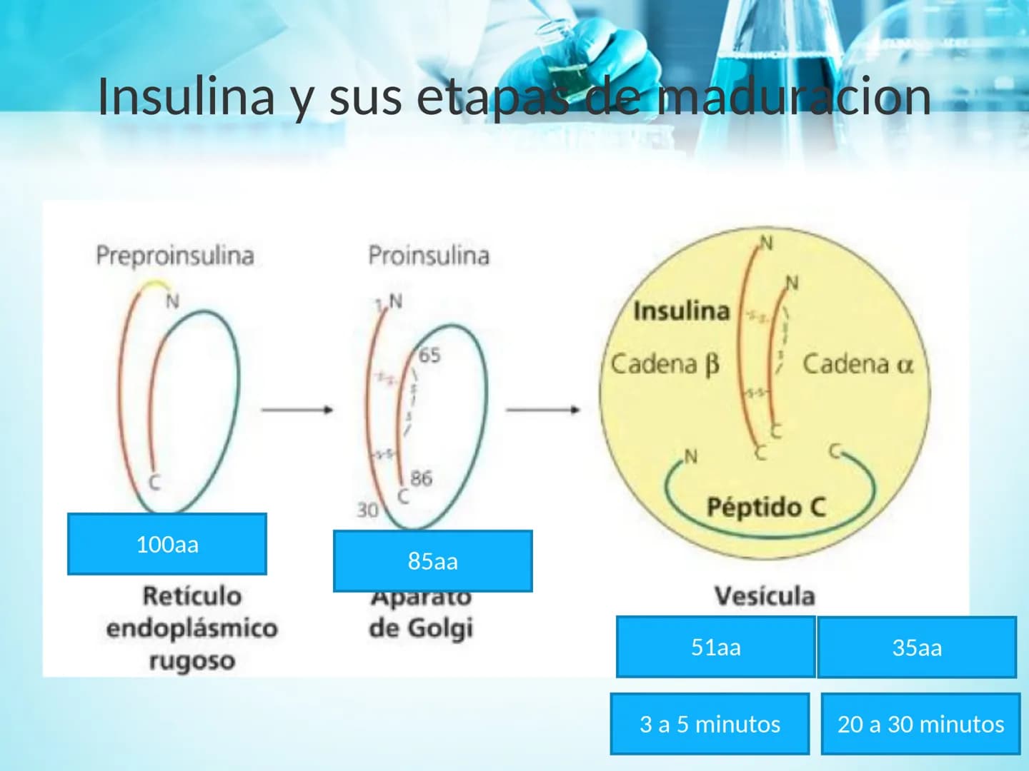 METABOLISMO DE LA
GLUCOSA
ROY FERNANDO ZAMBRANA POMA
BIOQUIMICO (MENCION EN BIOQUIMICA
CLINICA)
CATEDRA DE BIOQUIMICA
LA PAZ, BOLIVIA # GL