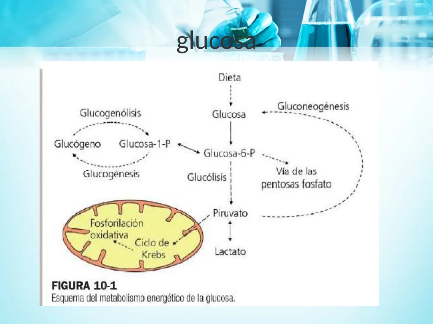 METABOLISMO DE LA
GLUCOSA
ROY FERNANDO ZAMBRANA POMA
BIOQUIMICO (MENCION EN BIOQUIMICA
CLINICA)
CATEDRA DE BIOQUIMICA
LA PAZ, BOLIVIA # GL