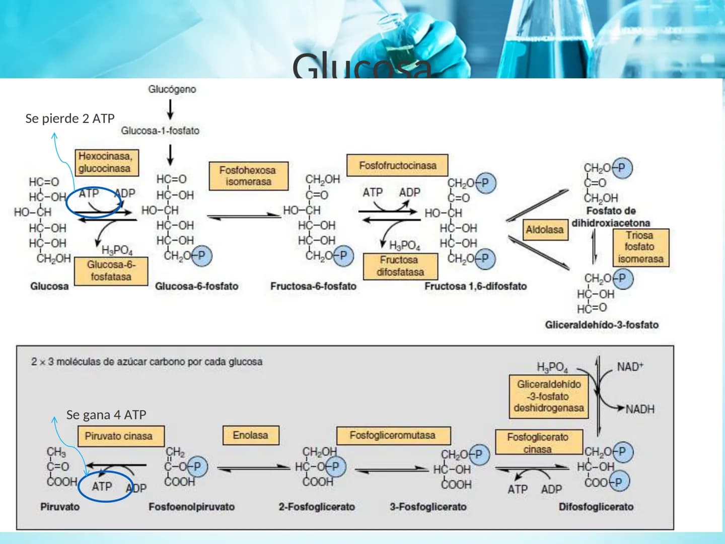METABOLISMO DE LA
GLUCOSA
ROY FERNANDO ZAMBRANA POMA
BIOQUIMICO (MENCION EN BIOQUIMICA
CLINICA)
CATEDRA DE BIOQUIMICA
LA PAZ, BOLIVIA # GL