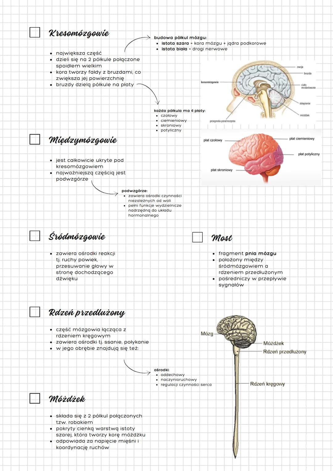 # Układ nerwowy
## człowieka
Budowa
a) podział anatomiczny
- ośrodkowy ukł. nerwowy
- mózgowie
- rdzeń kręgowy
- obwodowy ukł. nerwow