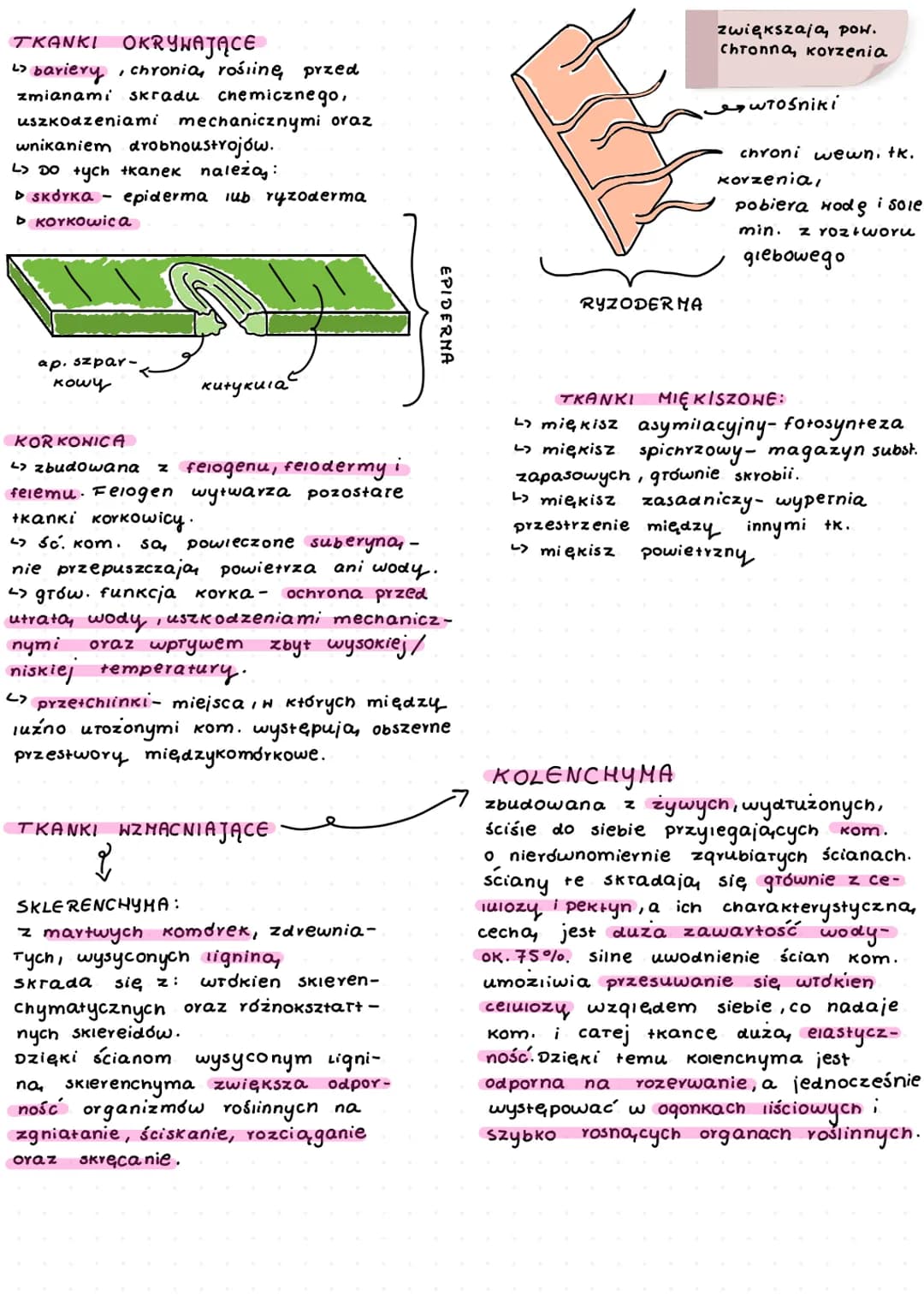# TKANKI ROŚLINNE
↳ zaliczamy do nich:
▷ tkanki stare:
- okrywające,
- miękiszowe,
- wzmacniające,
- przewodzące
▷ tkanki twórcze - meryste