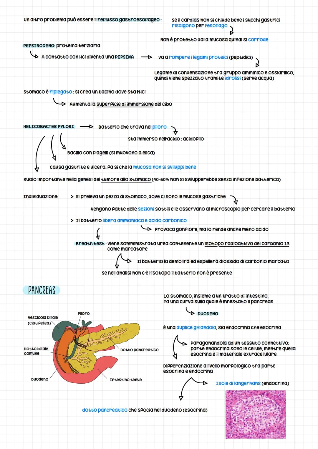 # L'apparap digaenR
C6 H12 06 + 02 -> ATP + H20 + CO2 →→→ Respirazione cellulare
Apparato respiratorio
Procurato nel sistema digerente
}