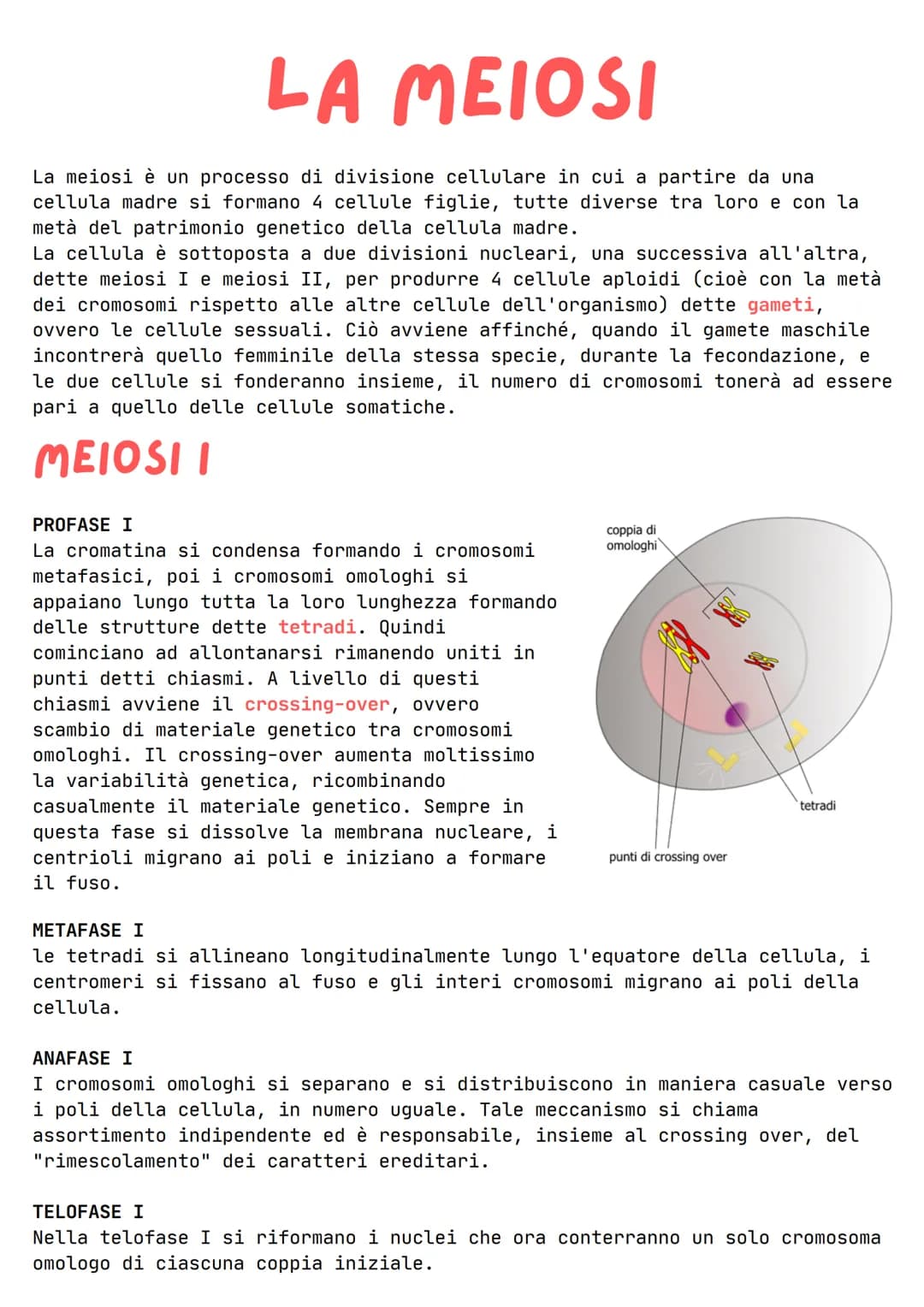 LA MEIOSI
La meiosi è un processo di divisione cellulare in cui a partire da una
cellula madre si formano 4 cellule figlie, tutte diverse t