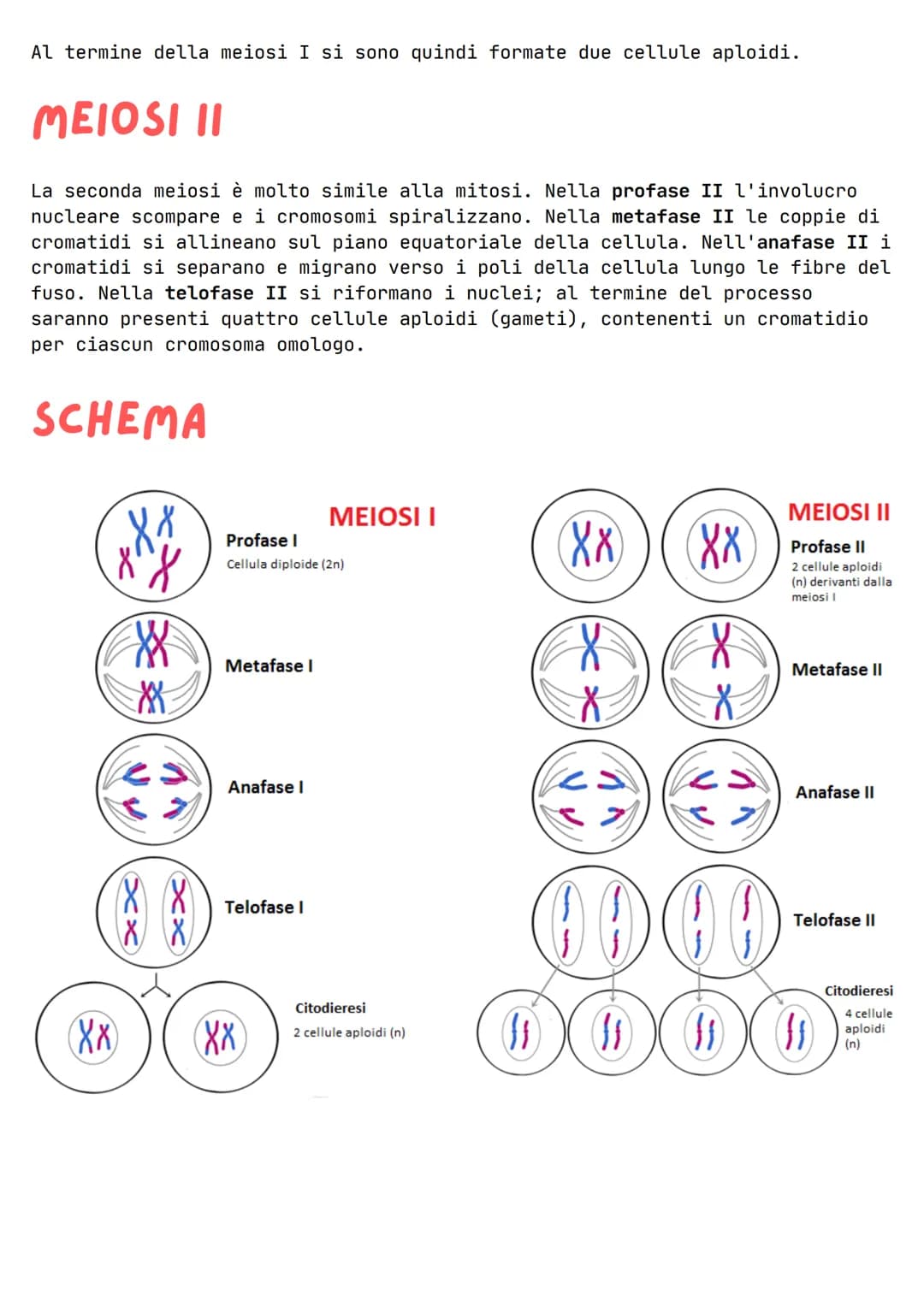 LA MEIOSI
La meiosi è un processo di divisione cellulare in cui a partire da una
cellula madre si formano 4 cellule figlie, tutte diverse t